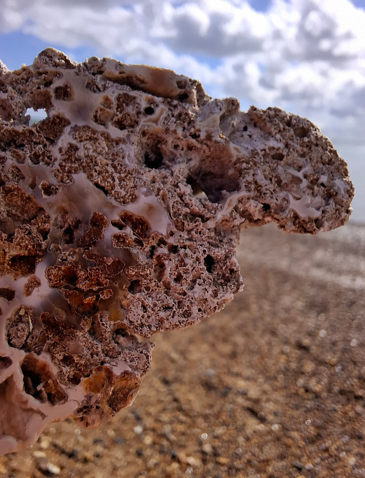 Fossilised Coral replaced by Chalcedony/Agate, Fossil (Ref: FCA2)