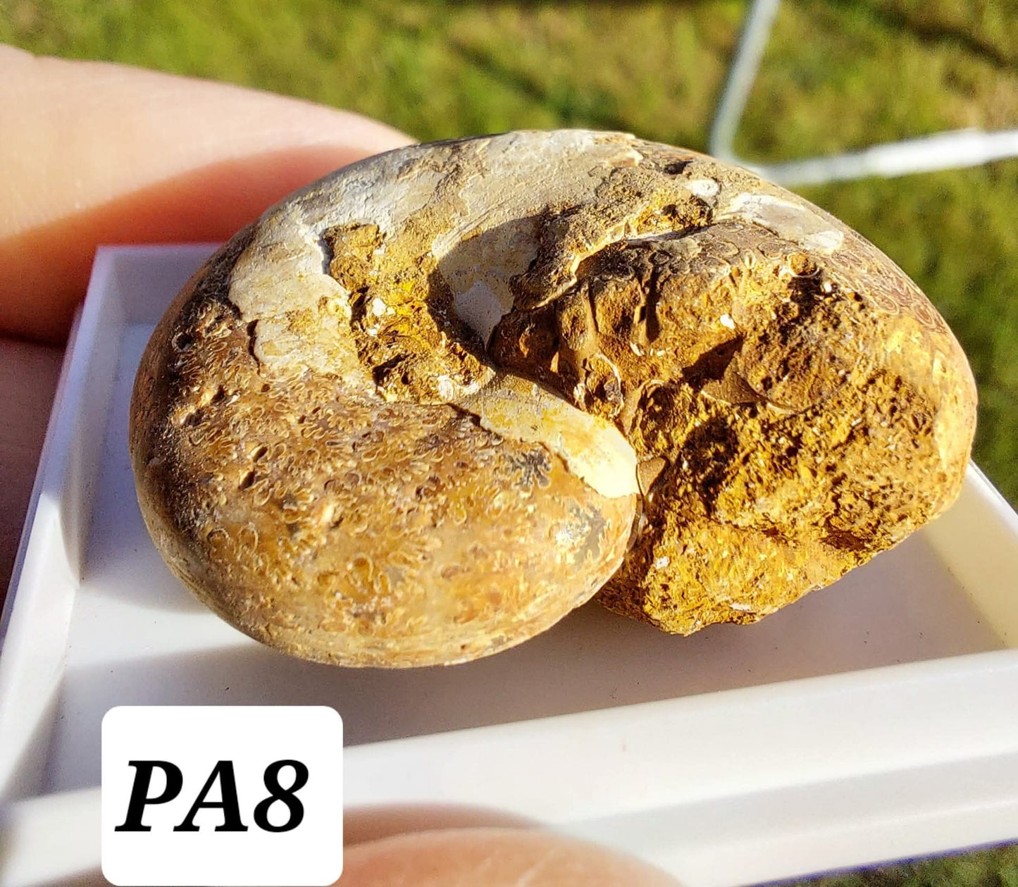 Phylloceras Ammonite, Fossil (Ref: PA8)