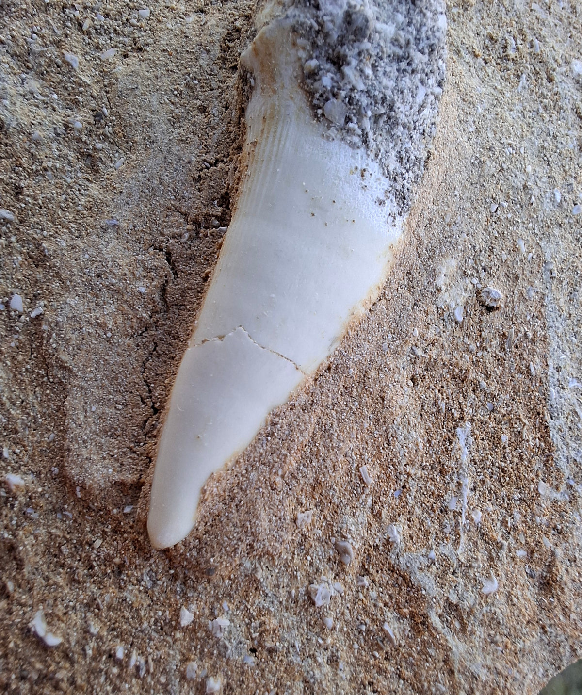 Enchodus Sabre Tooth, Fossil (Ref: ES6)