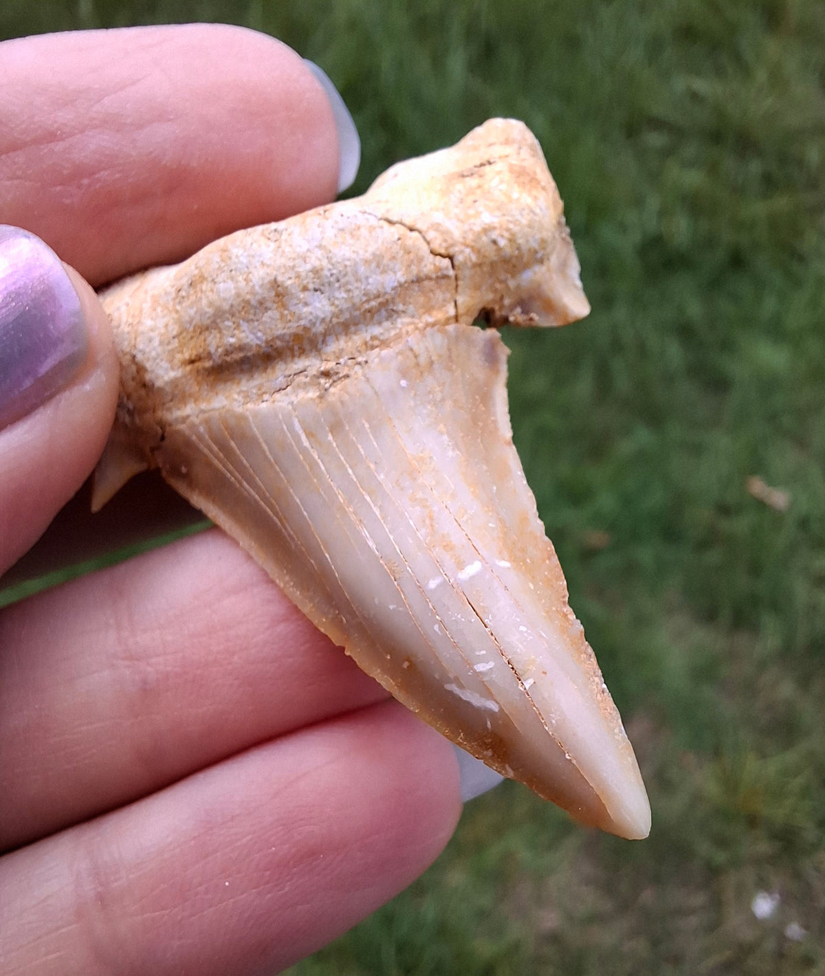 Otodus Shark Tooth, Fossil (Ref: OT6)