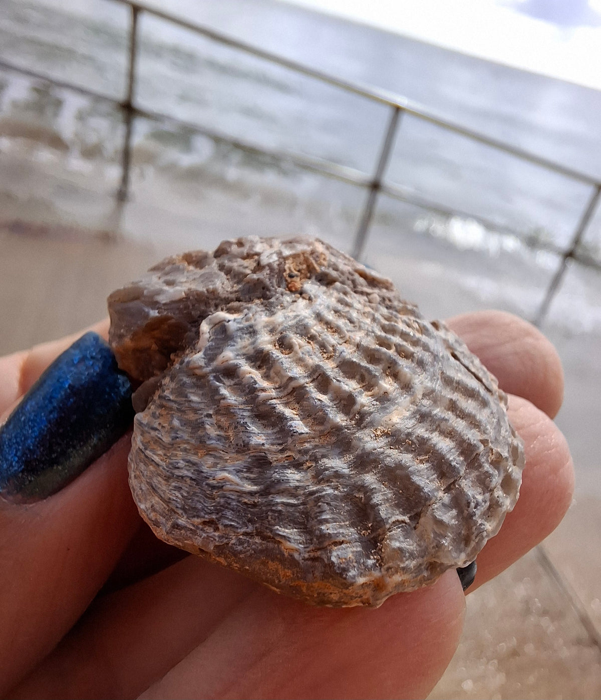 Chalcedony Oyster, Fossil (Ref: FO10)