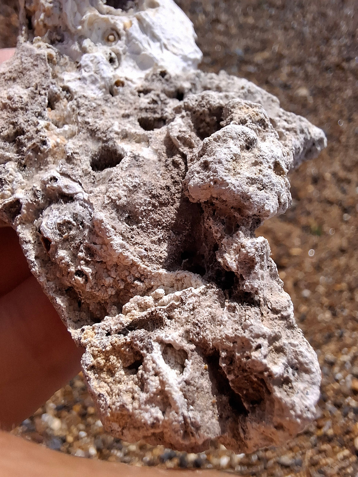 Fossilised Coral replaced by Chalcedony/Agate, Fossil (Ref: FCA1)
