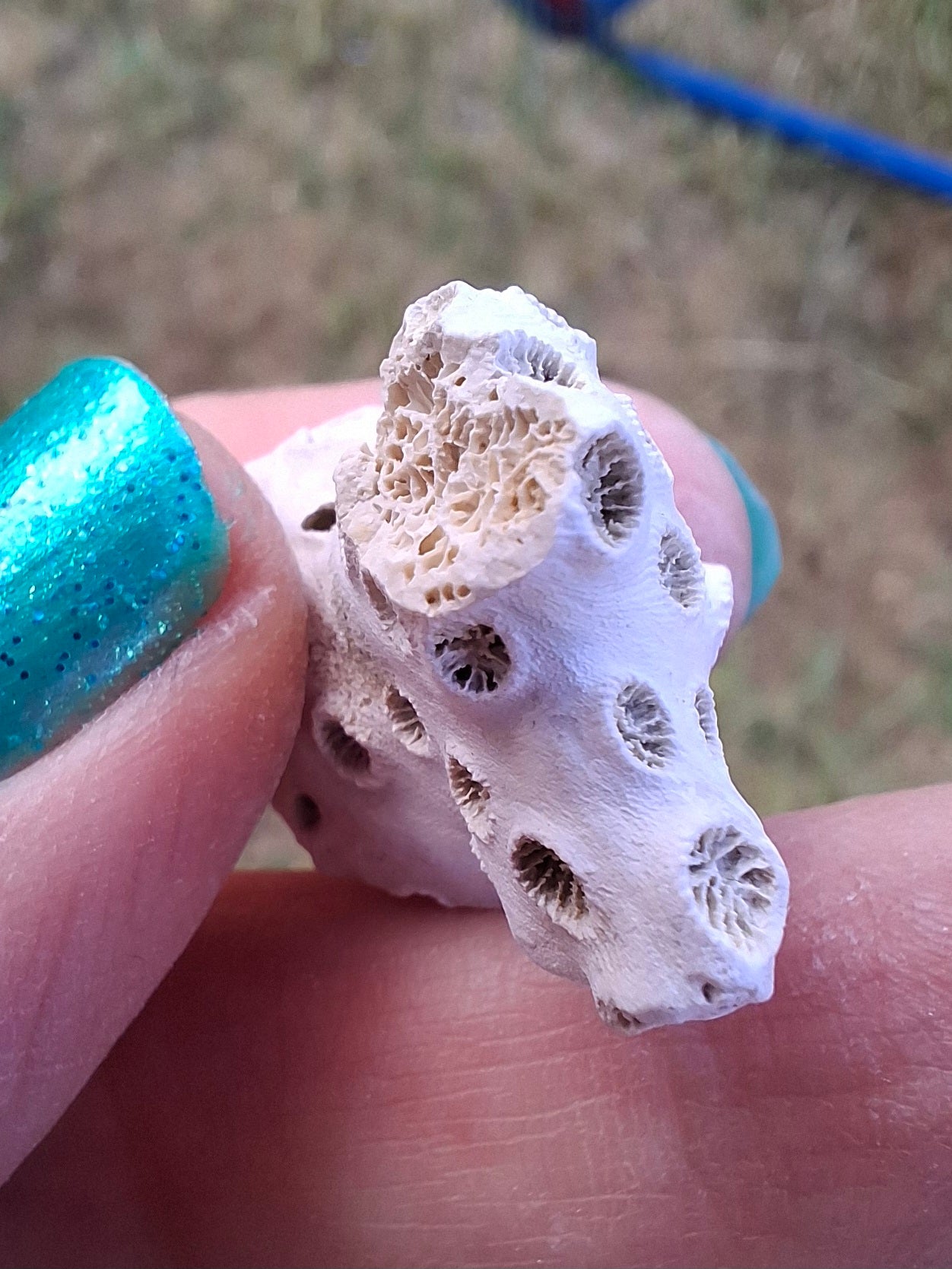 Fossil Coral, (Ref: FC4)