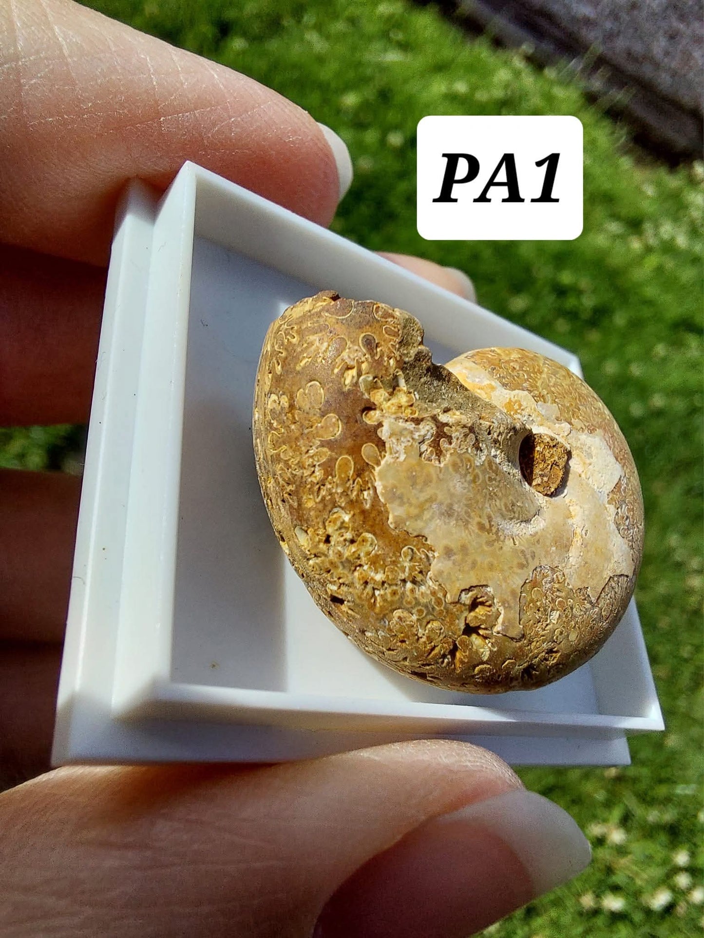 Phylloceras Ammonite, Fossil (Ref: PA1)