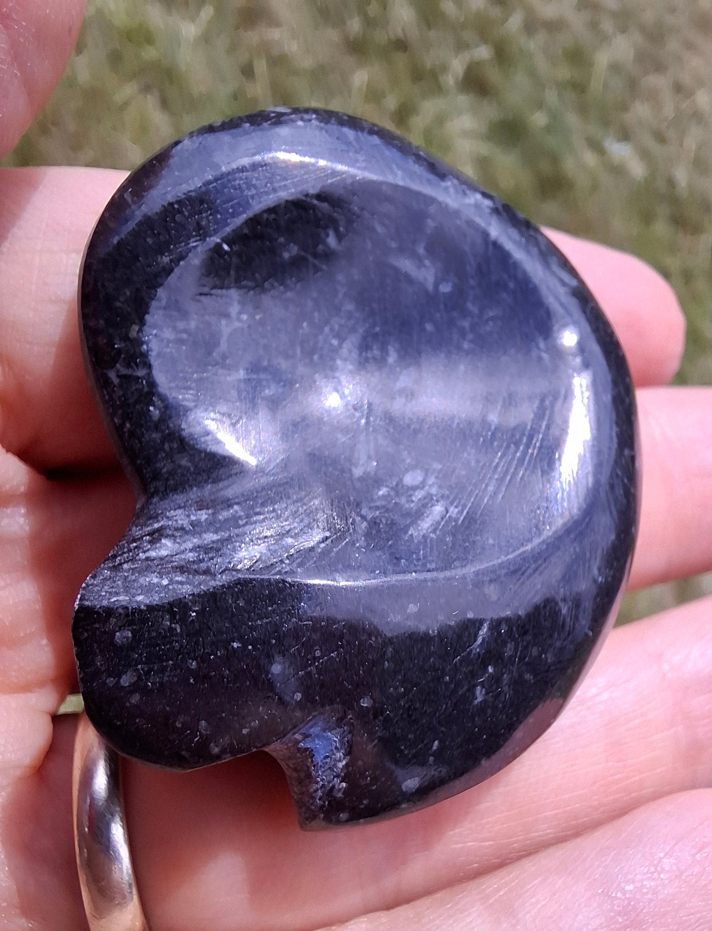 Goniatite, Fossil (Ref: GA4)