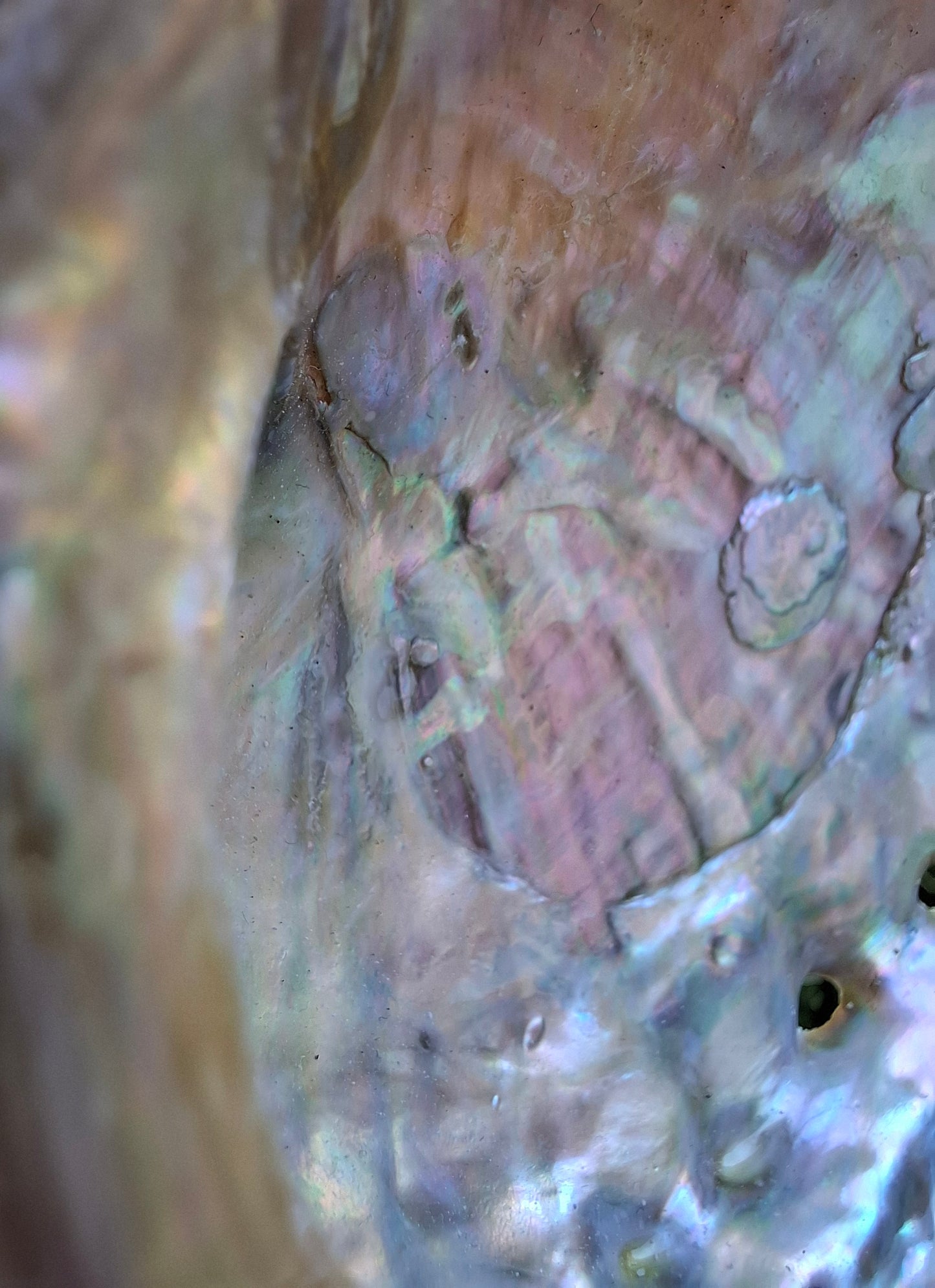Abalone Shell, (Ref: SH2)