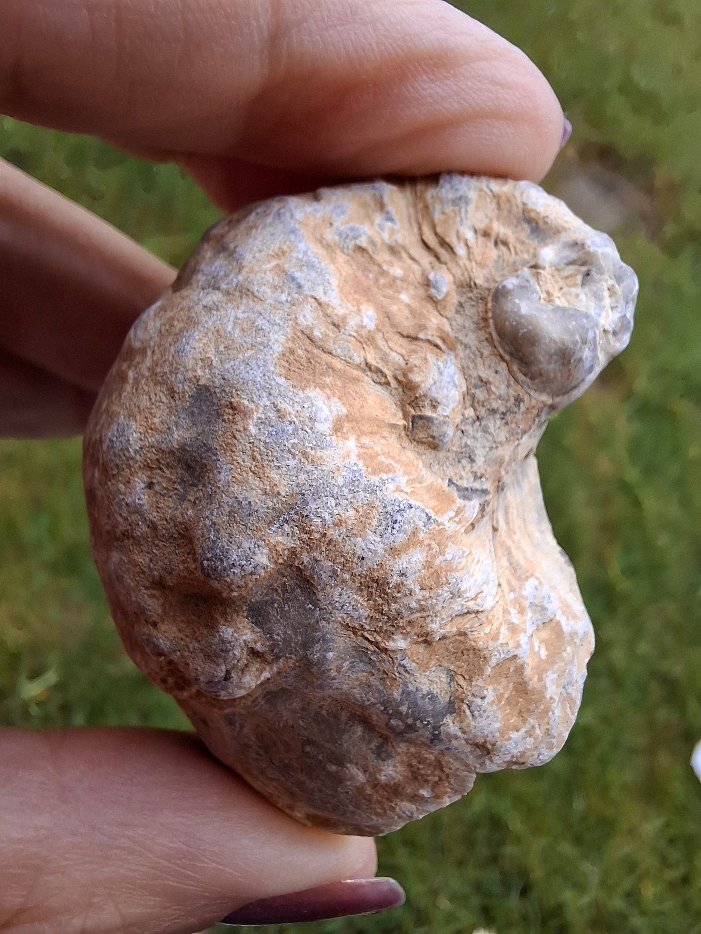 Gryphaea (Devil's Toenail), 57.53g, Fossil (Ref: G2)