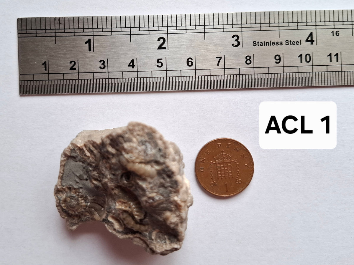 Ammonite Cluster, Fossil (Ref: ACL1)