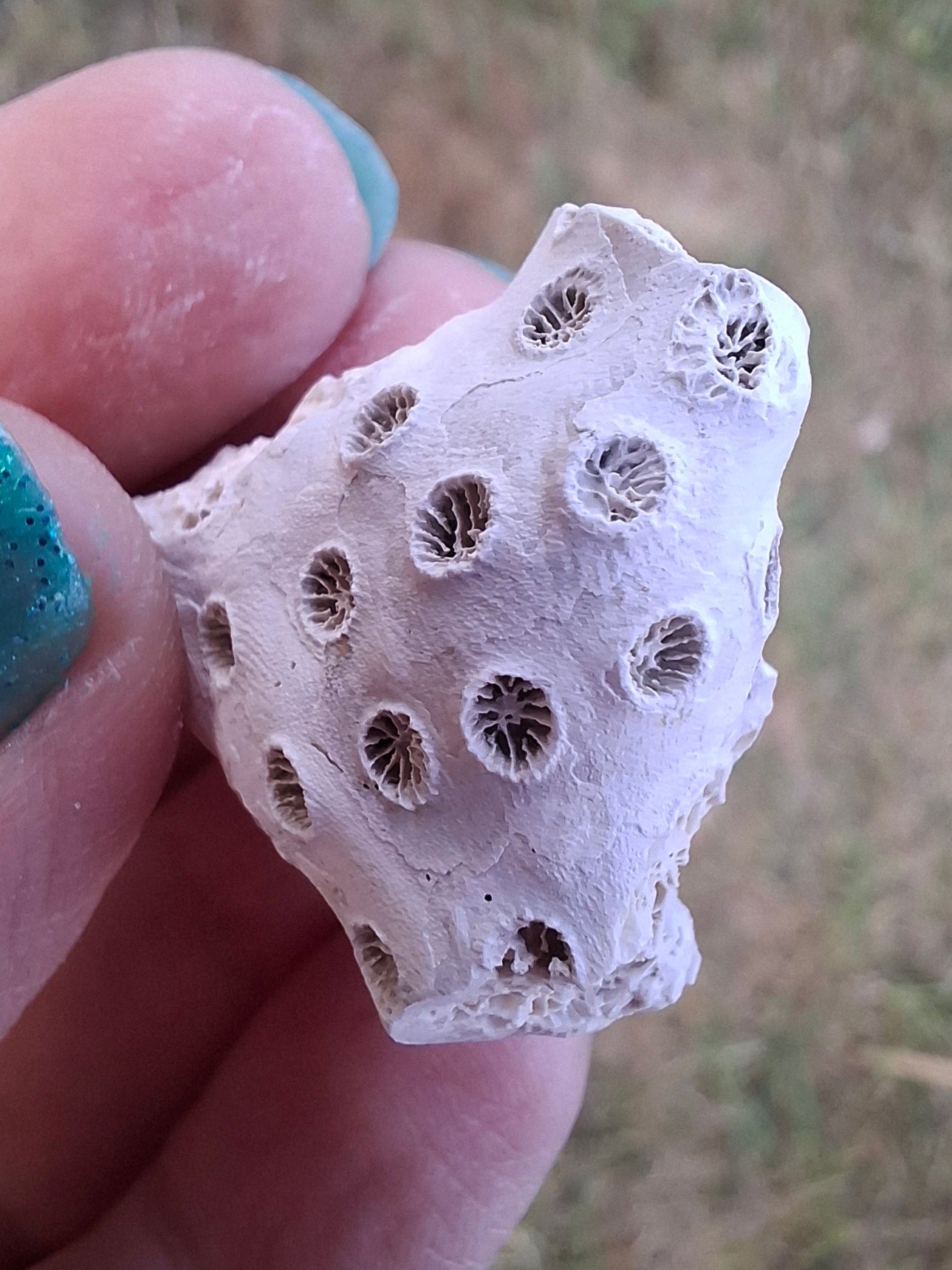 Fossil Coral, (Ref: FC1)