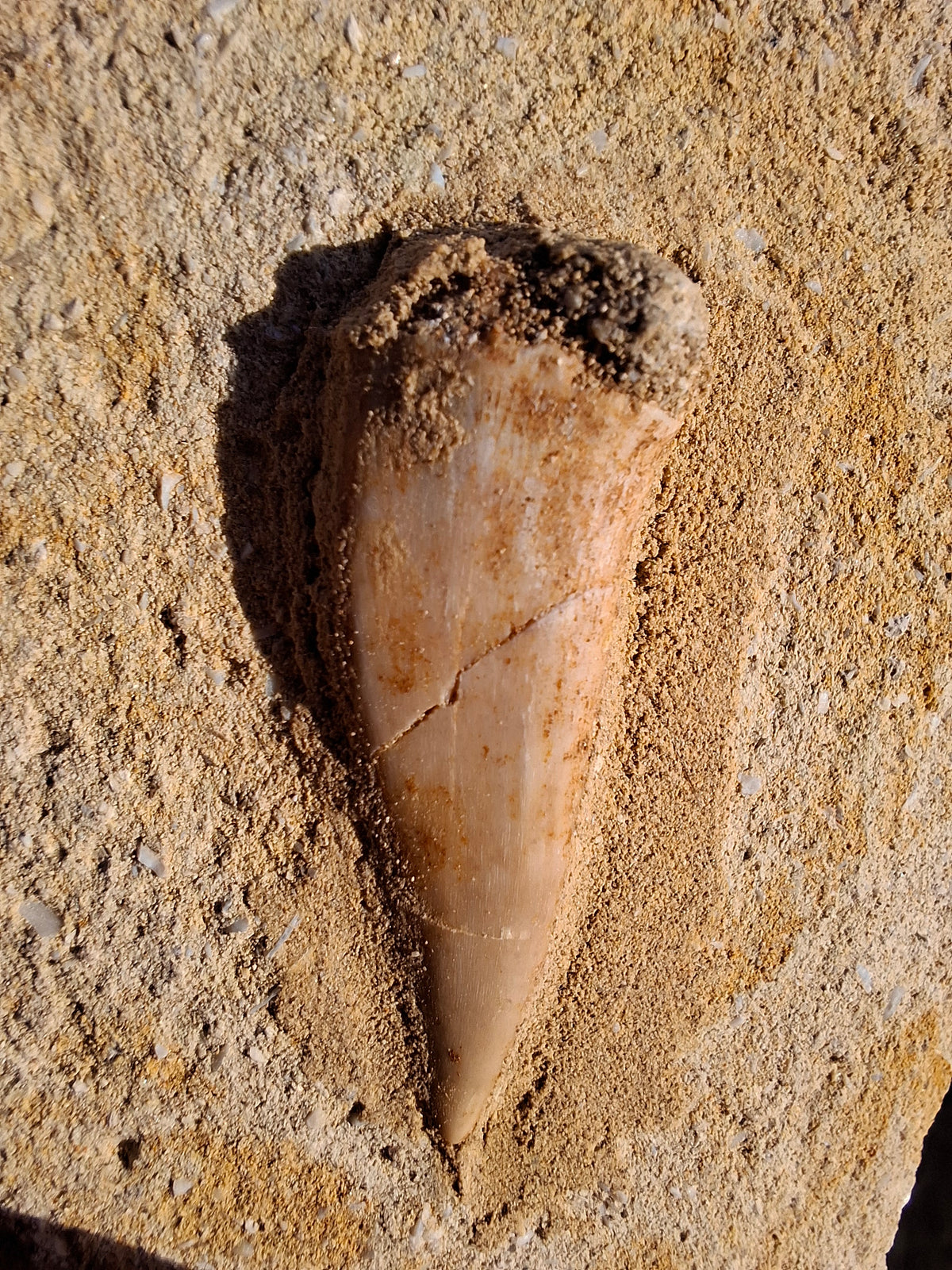 Enchodus Sabre Tooth, Fossil (Ref: ES3)