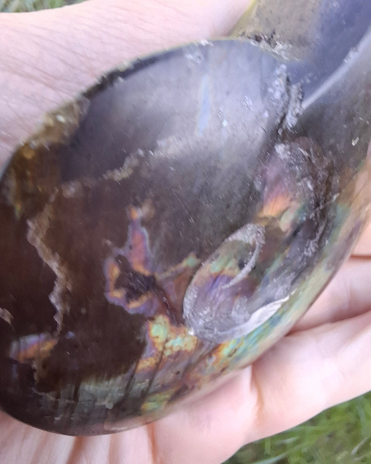 Labradorite Ammonite Carving, 160.21g, Crystal (Ref: laba4)