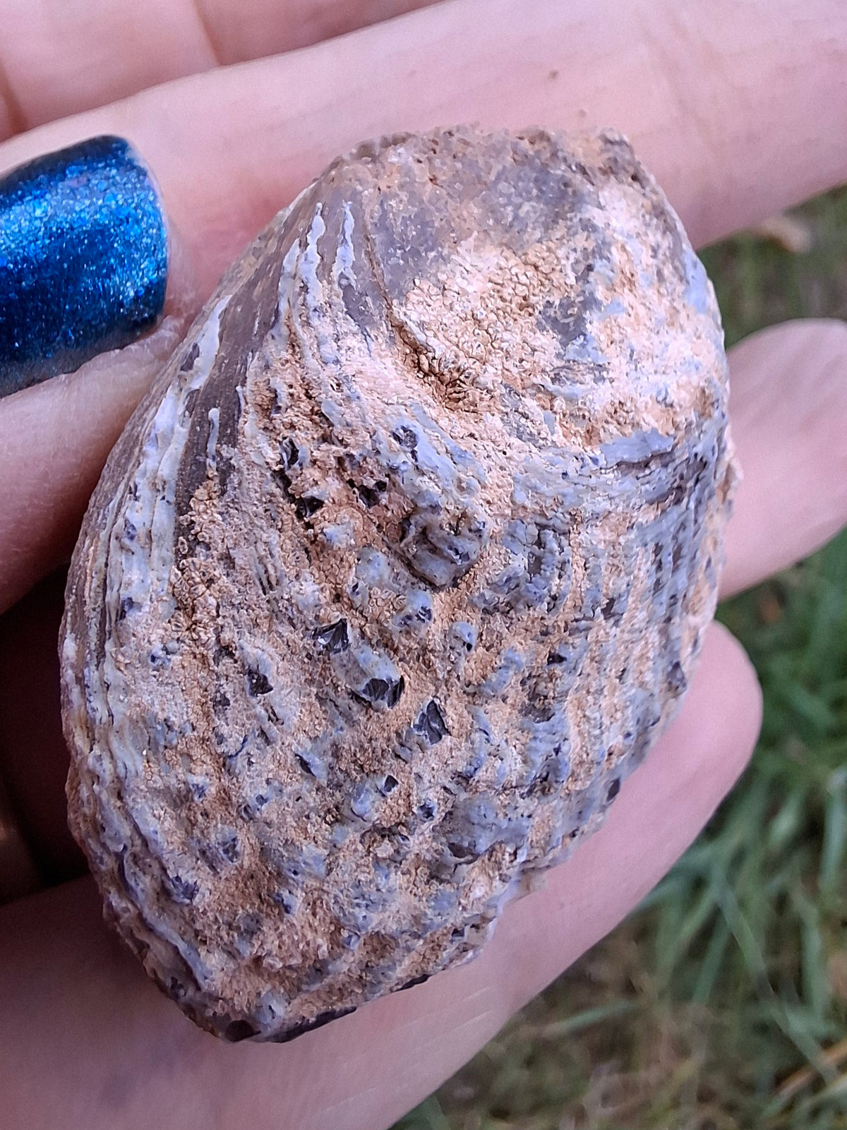 Chalcedony Oyster, Fossil (Ref: FO5)
