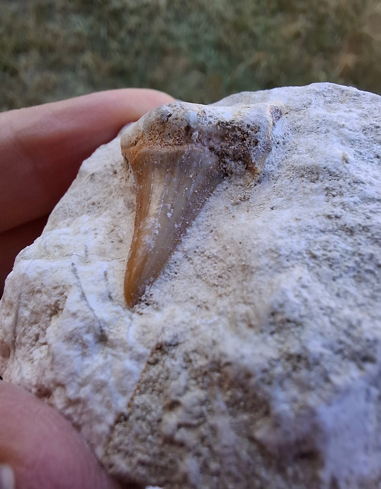Otodus Shark Tooth in Rock, Fossil (Ref: OT2)