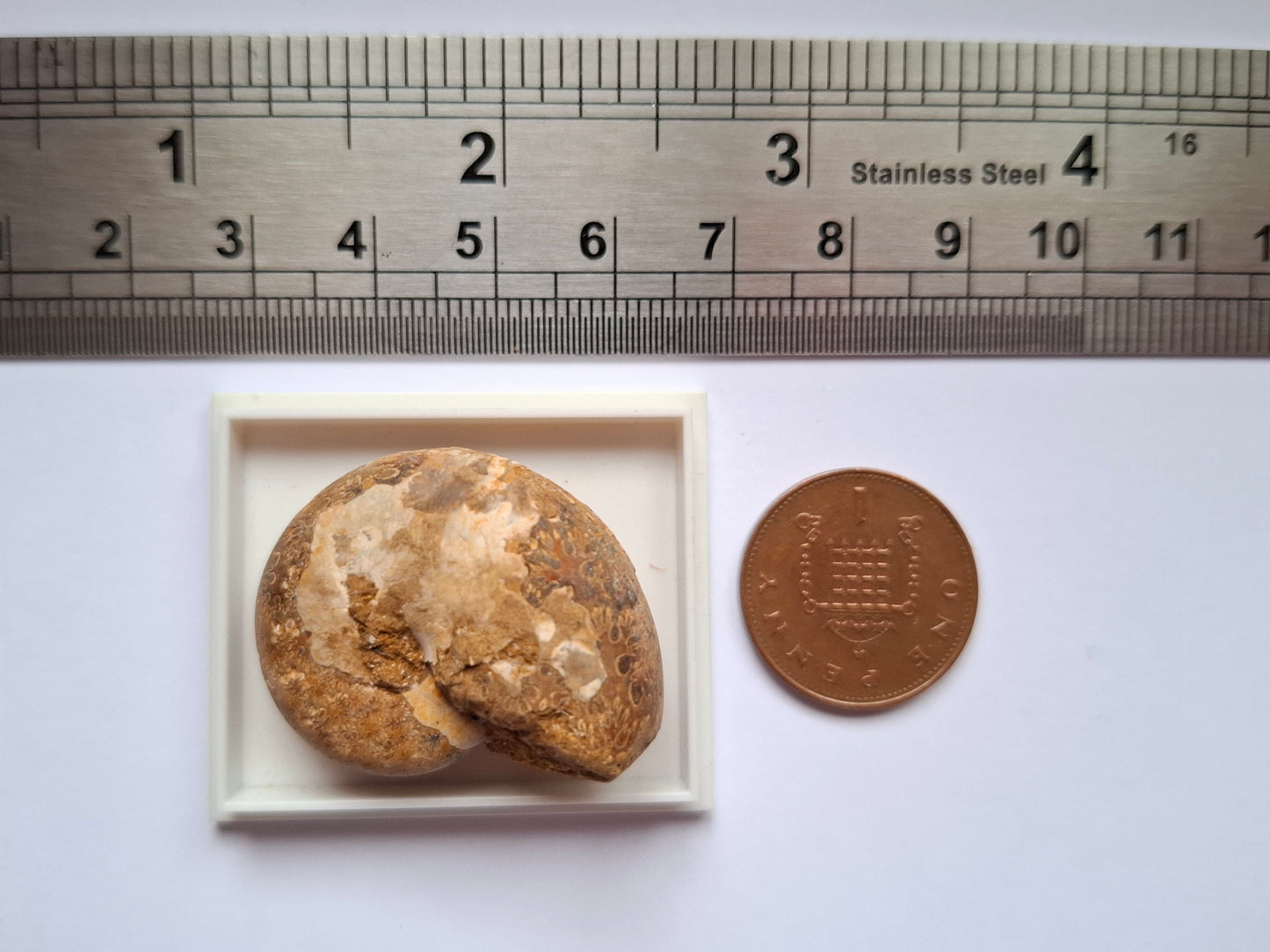 Phylloceras Ammonite, Fossil (Ref: PA8)