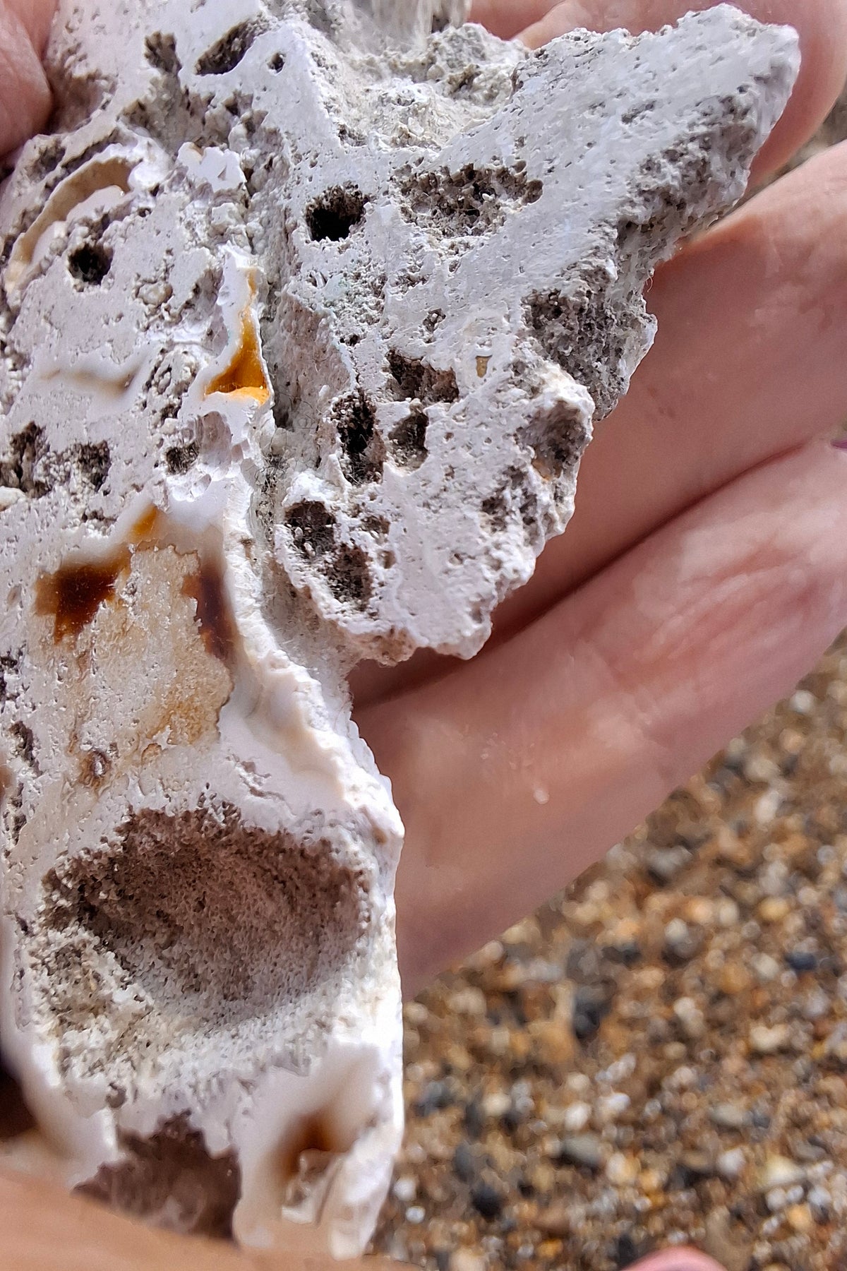 Fossilised Coral replaced by Chalcedony/Agate, Fossil (Ref: FCA1)