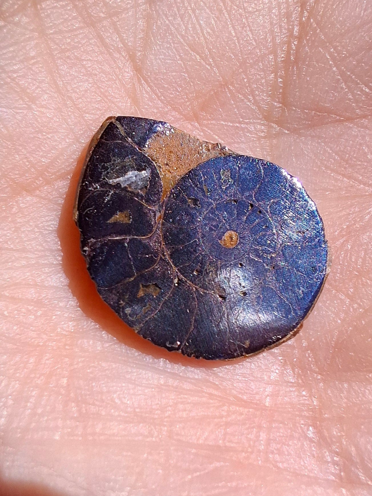 Small Haematite Ammonite HALF, 1.36g, Fossil (Ref: MA12)