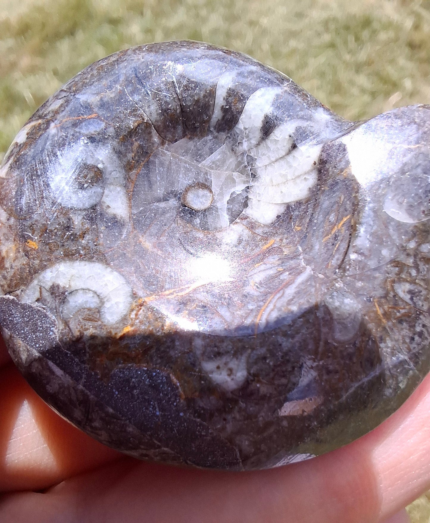 Goniatite, Fossil (Ref: GA1)