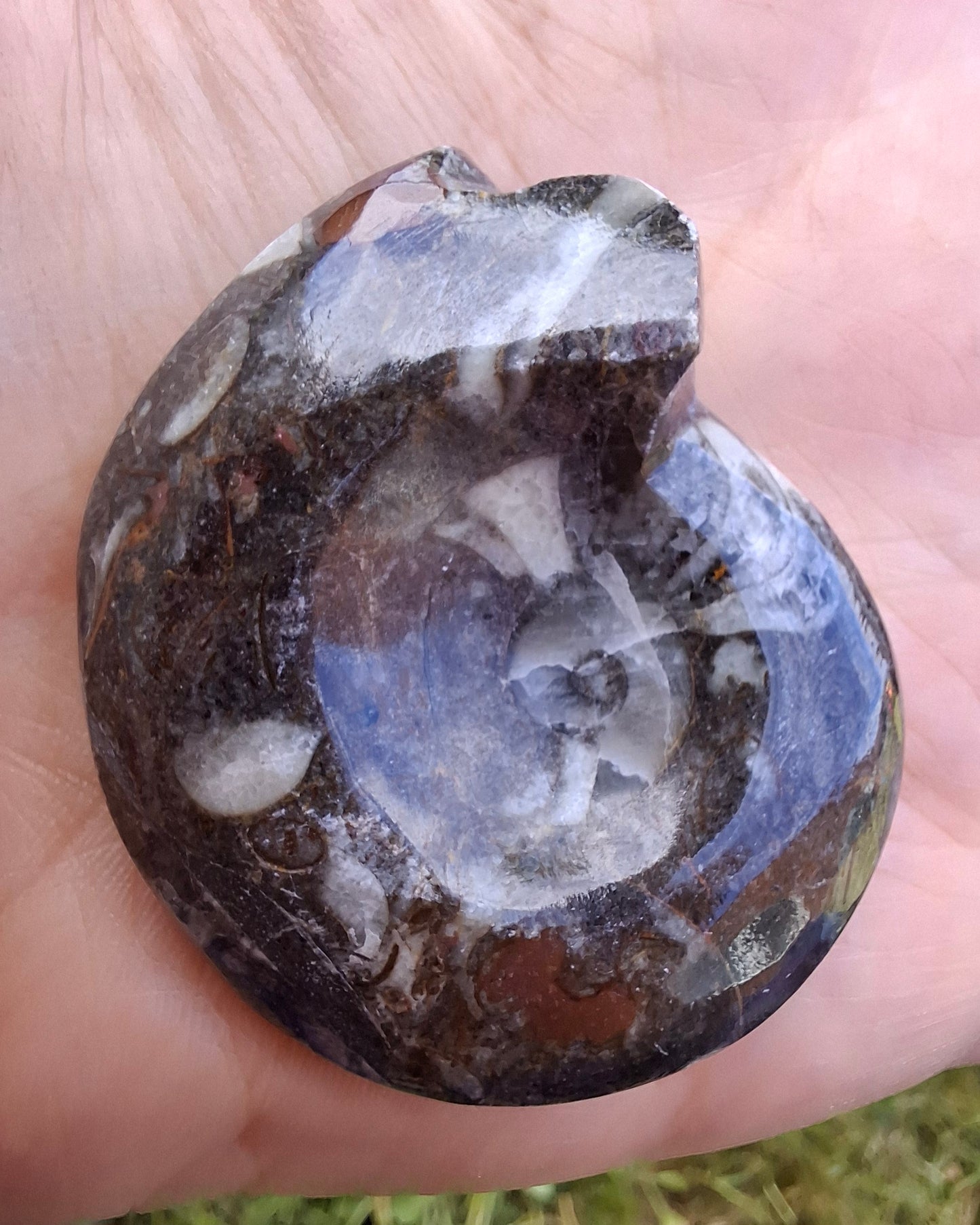 Goniatite, Fossil (Ref: GA1)