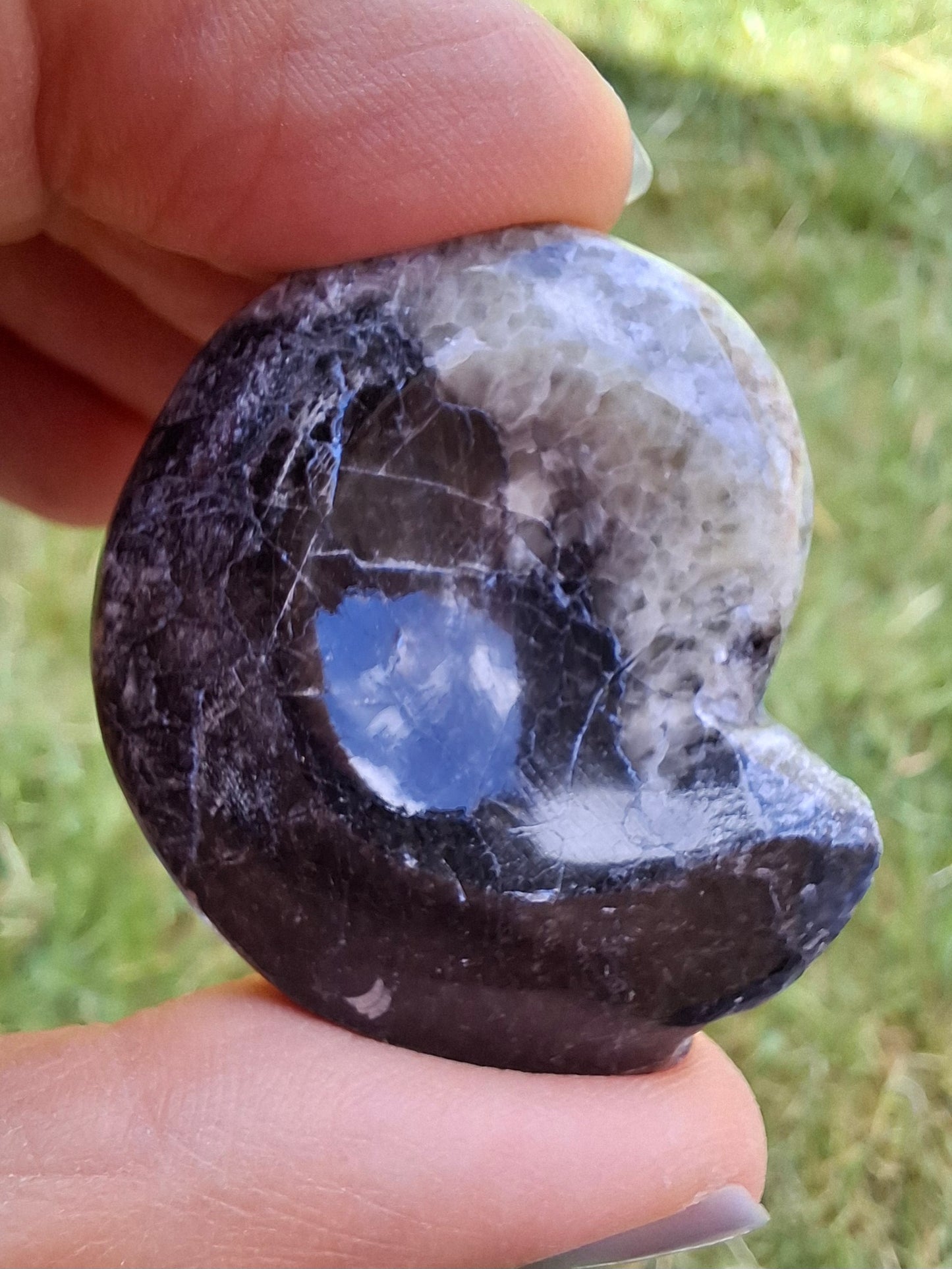 Goniatite, Fossil (Ref: GA3)