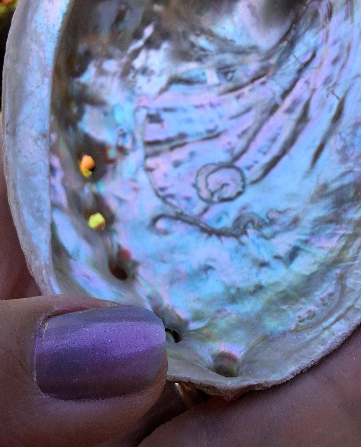 Abalone Shell, (Ref: SH2)