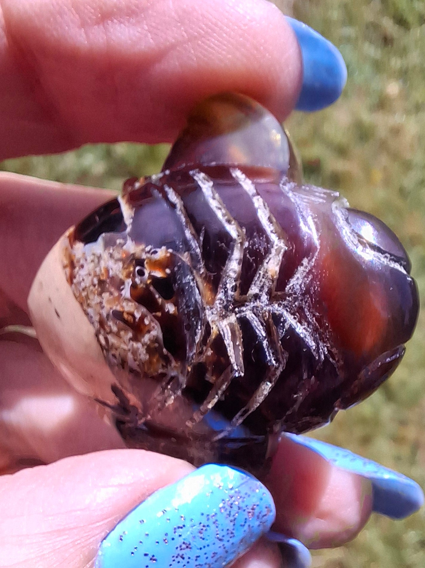 Red Amber Honey Bee Carving, 7.00g, Fossil (Ref: Bee31)