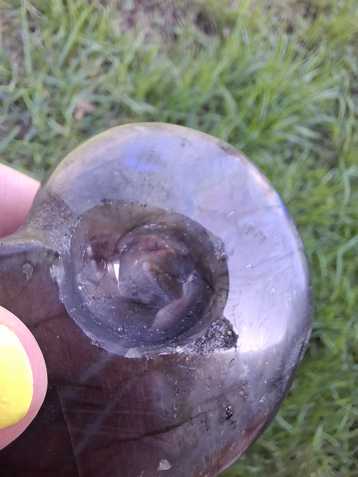 Labradorite Ammonite Carving, 146.90g, Crystal (Ref: laba5)