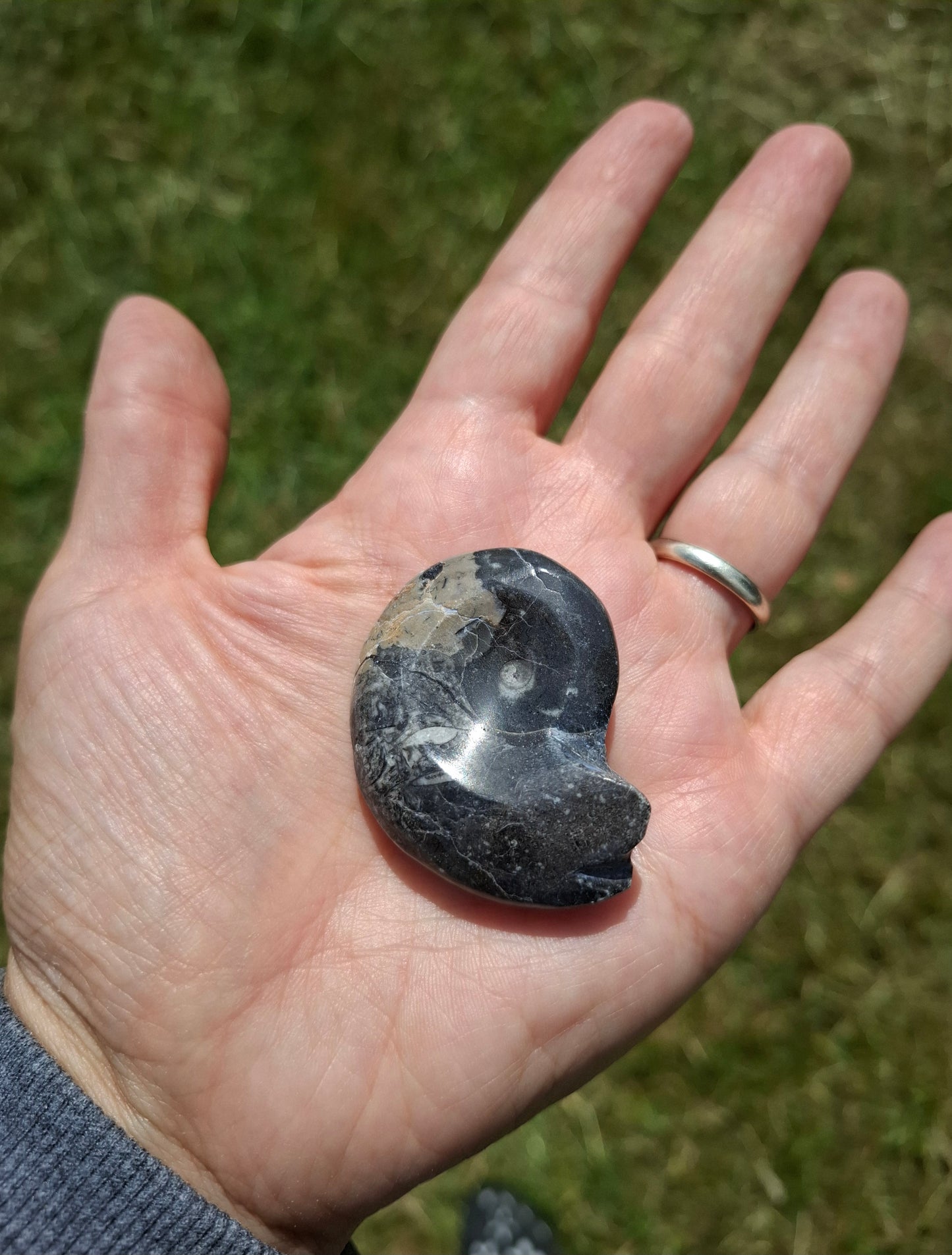 Goniatite, Fossil (Ref: GA9)