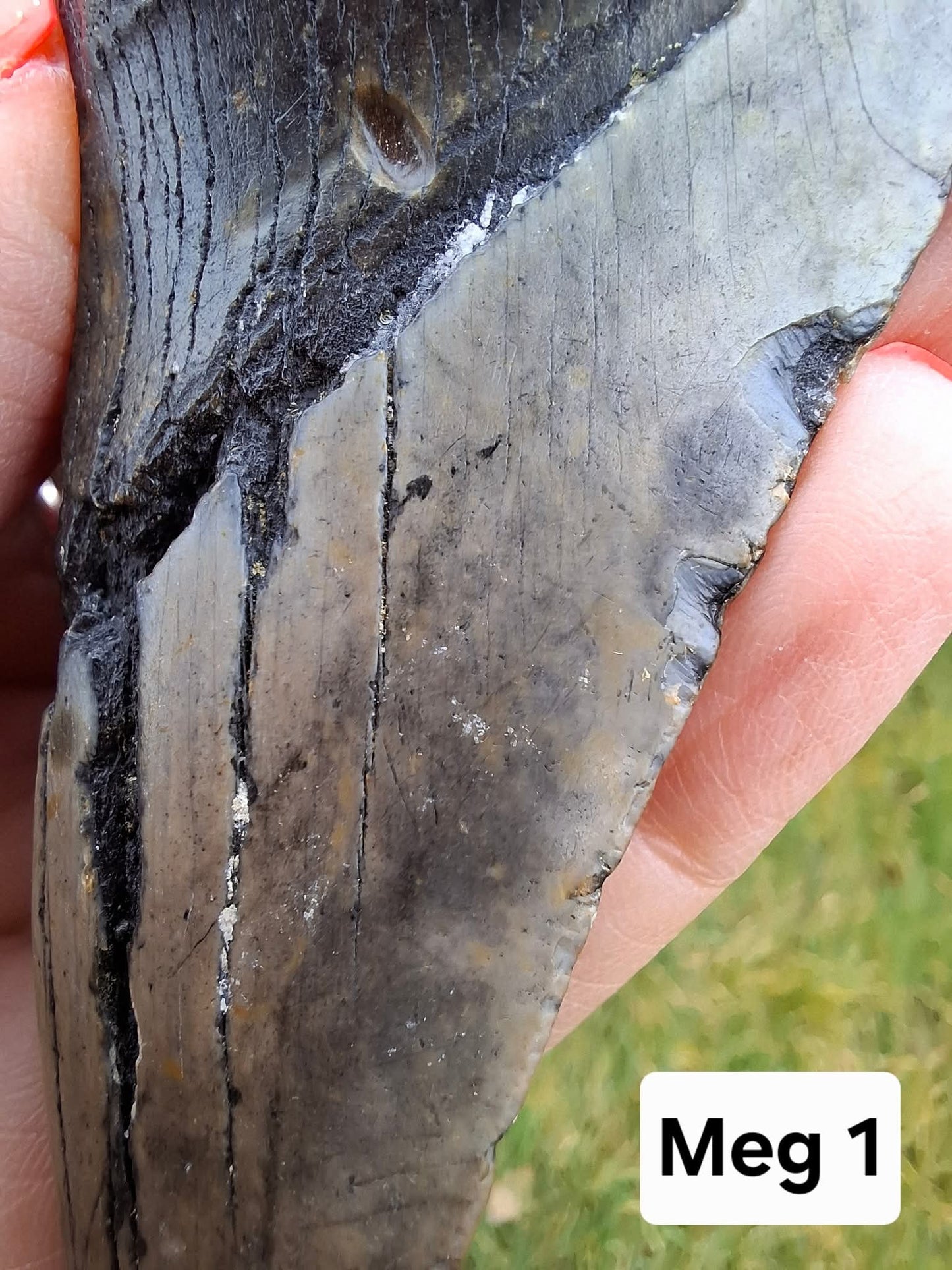 Megalodon (partial) Shark Tooth, 109.68g, Fossil (Ref: Meg1)