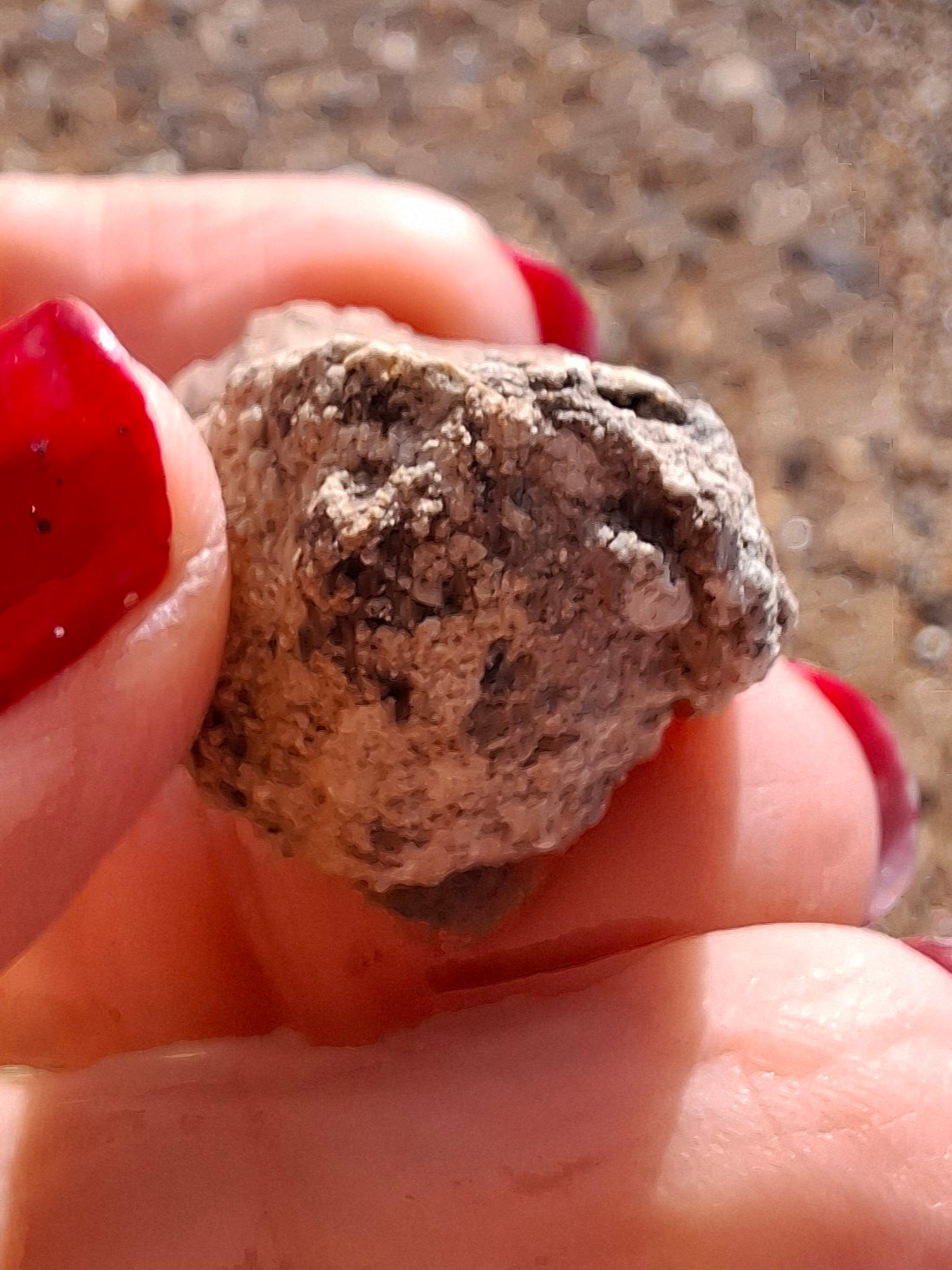 Sauropod Dinosaur Coprolite, 12.82g, Fossil (Ref: DP1)