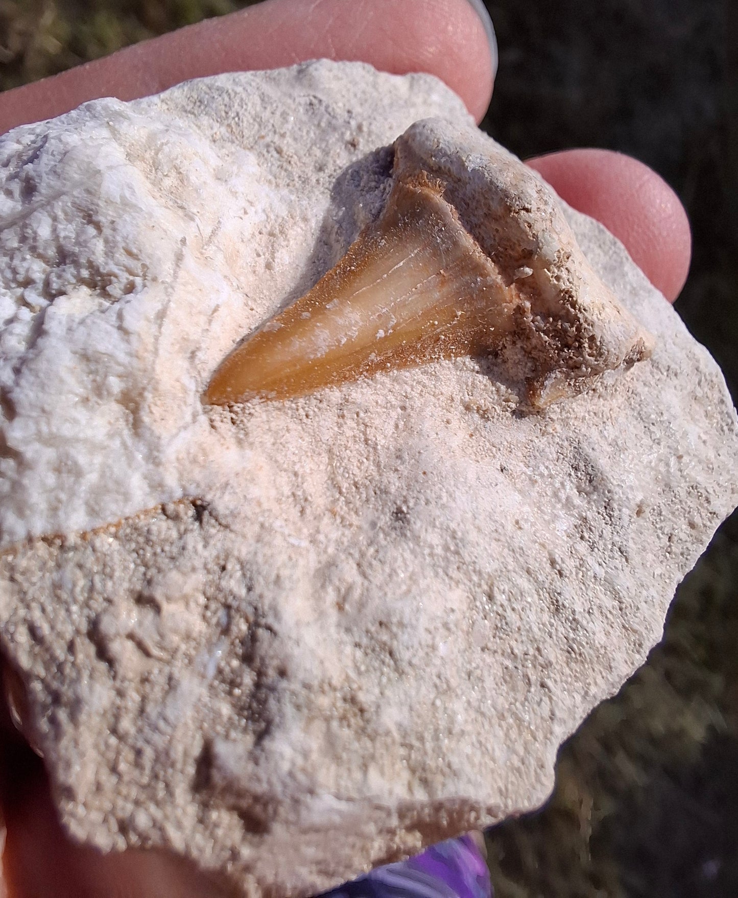 Otodus Shark Tooth in Rock, Fossil (Ref: OT2)