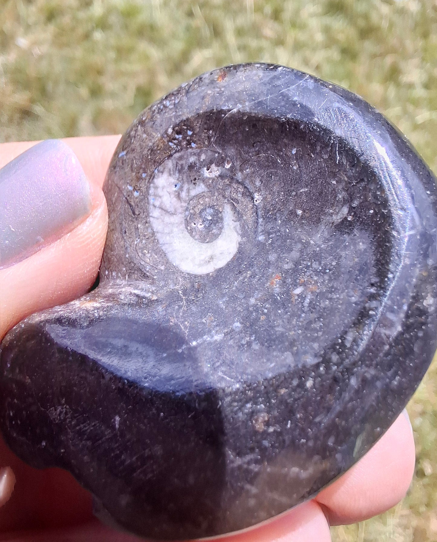 Goniatite, Fossil (Ref: GA8)