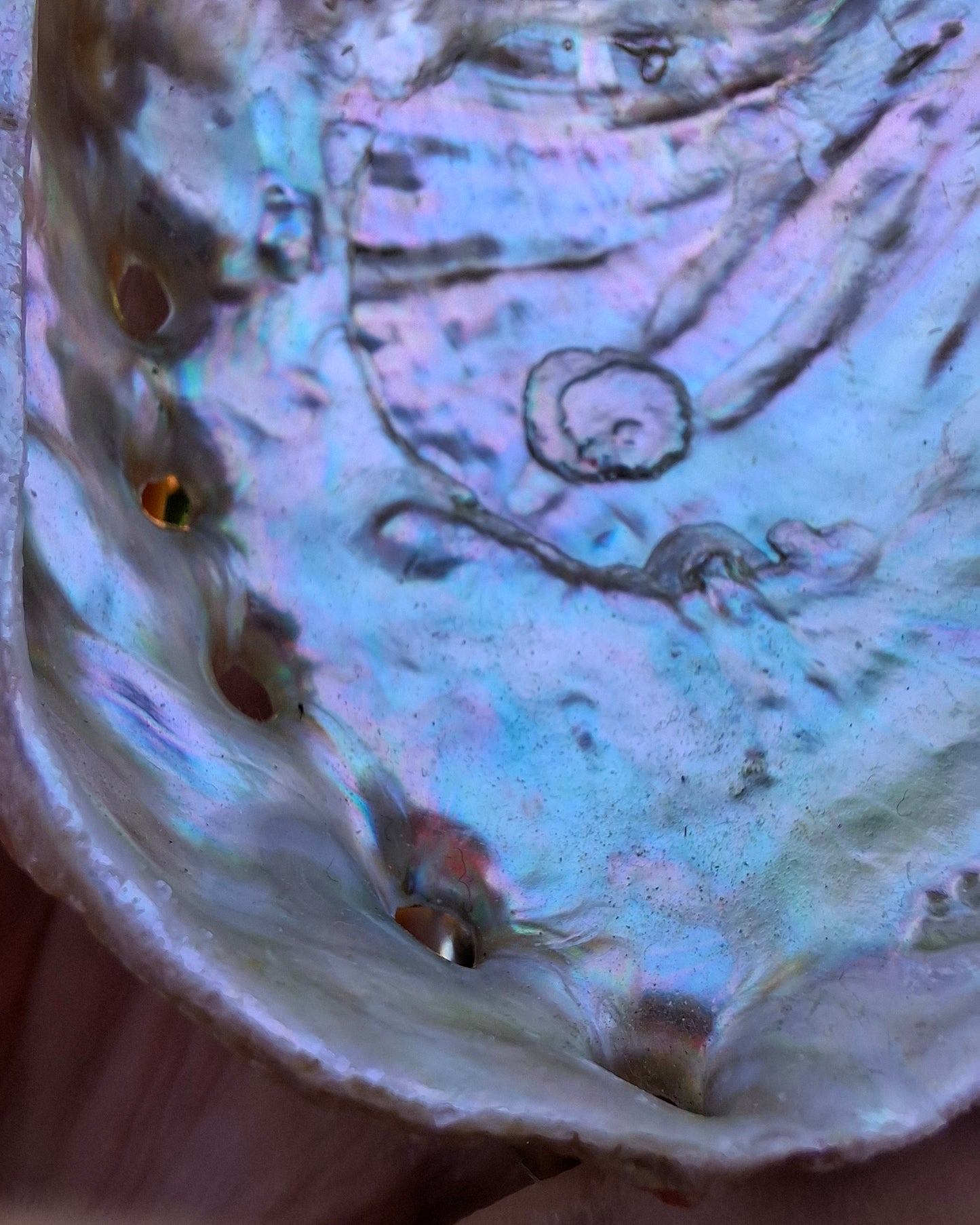 Abalone Shell, (Ref: SH2)