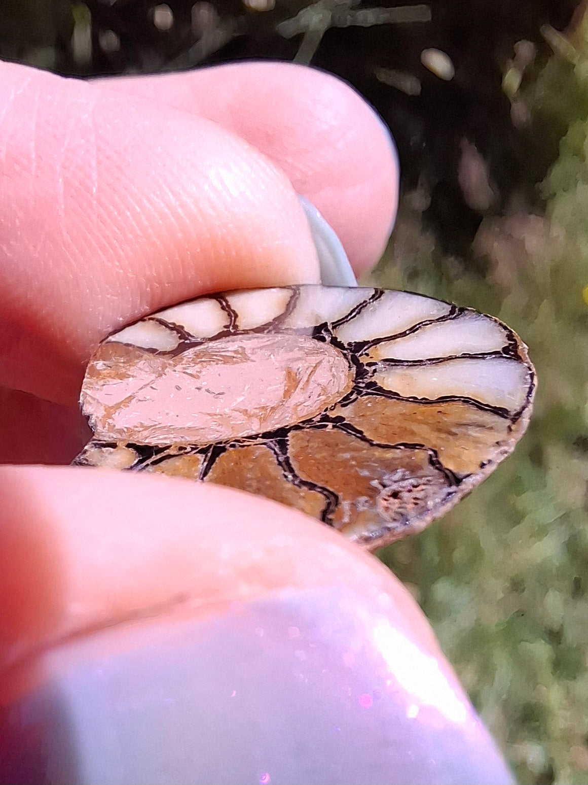 Small Haematite Ammonite HALF, 1.66g, Fossil (Ref: MA2)