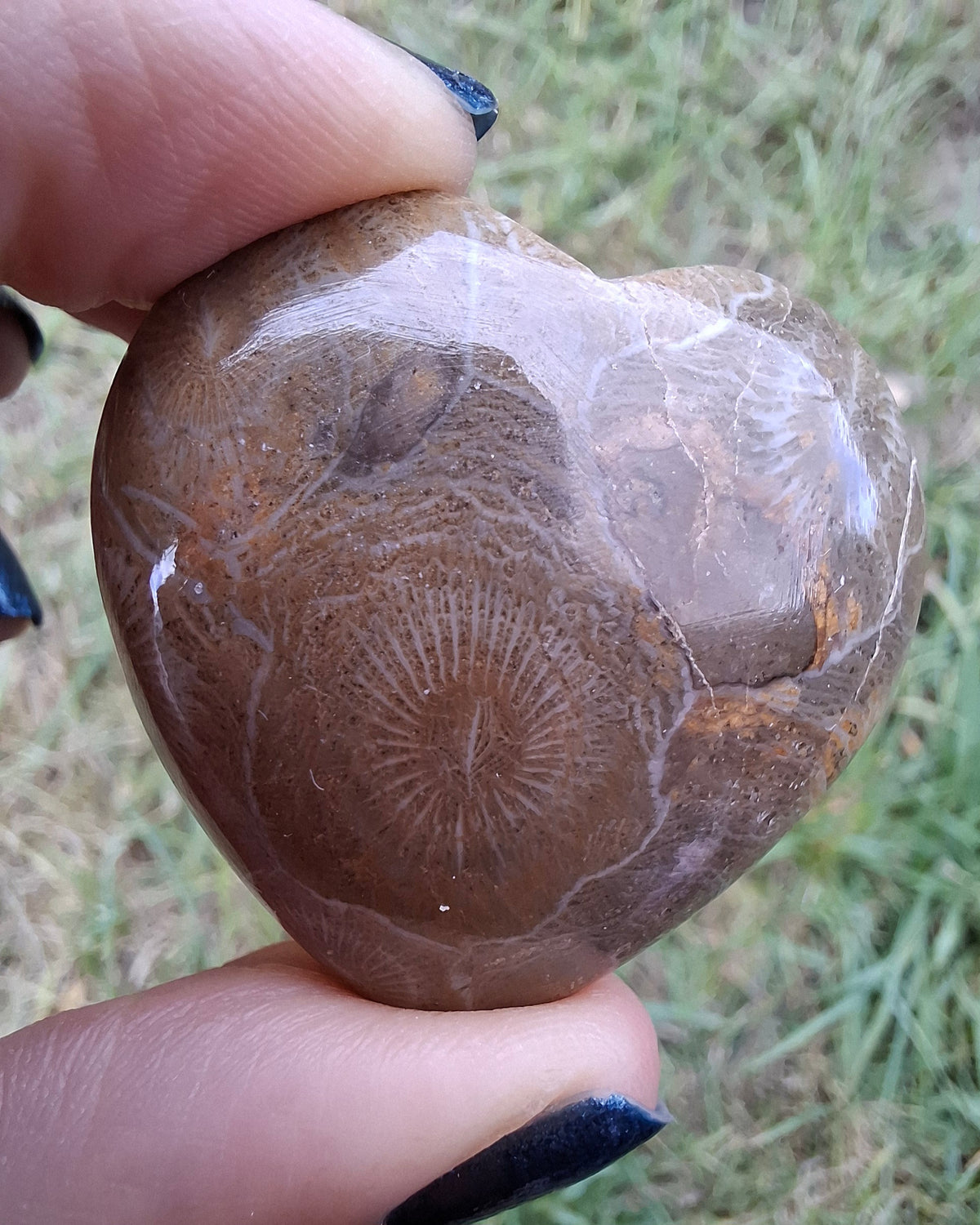 Fossil Coral Heart, (Ref:CoH1)
