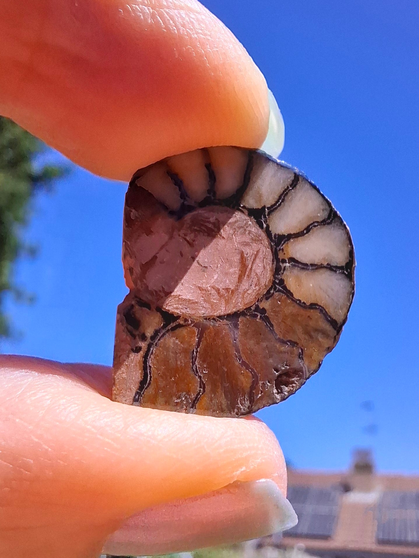 Small Haematite Ammonite HALF, 1.66g, Fossil (Ref: MA2)