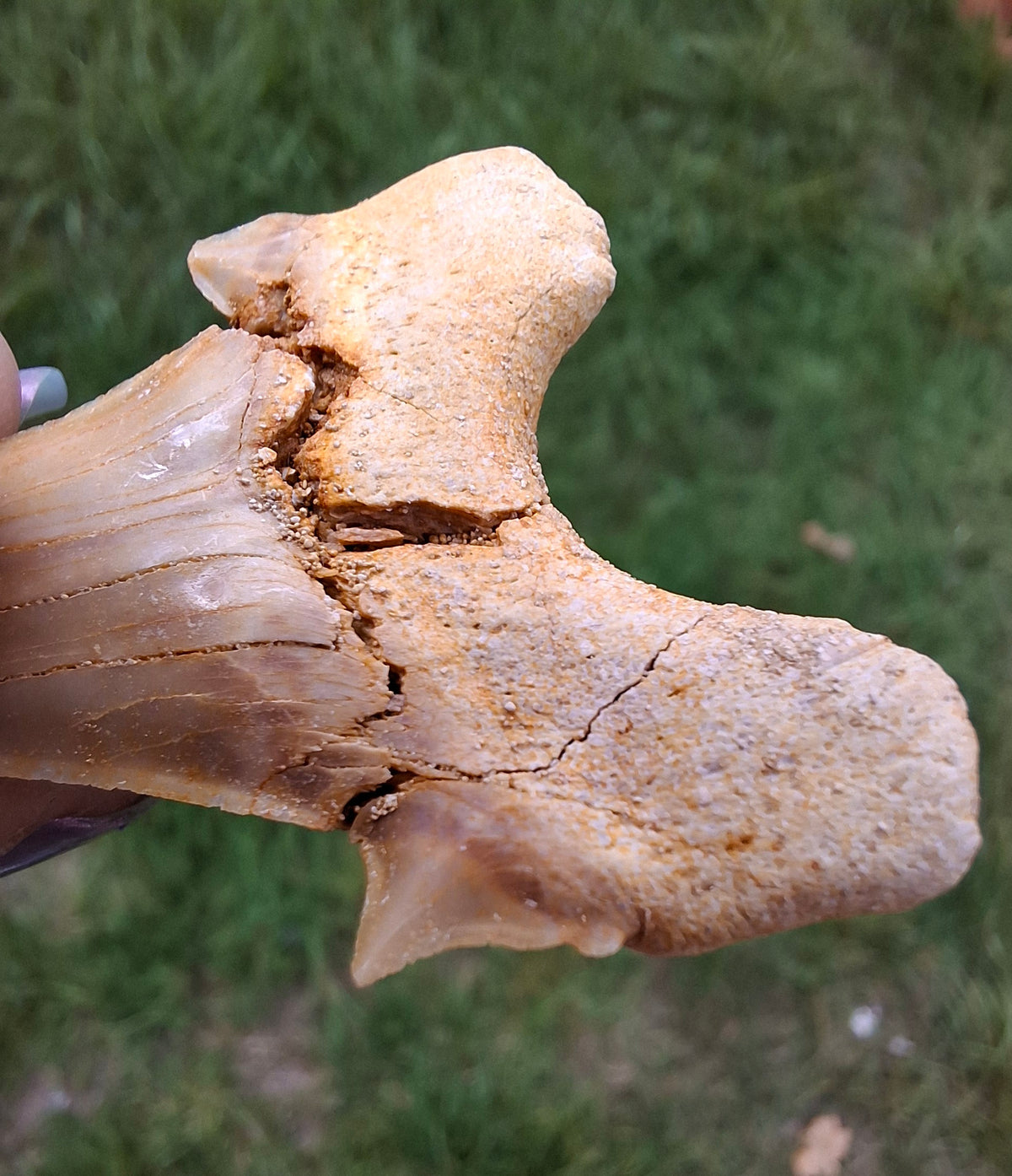 Otodus Shark Tooth, Fossil (Ref: OT6)