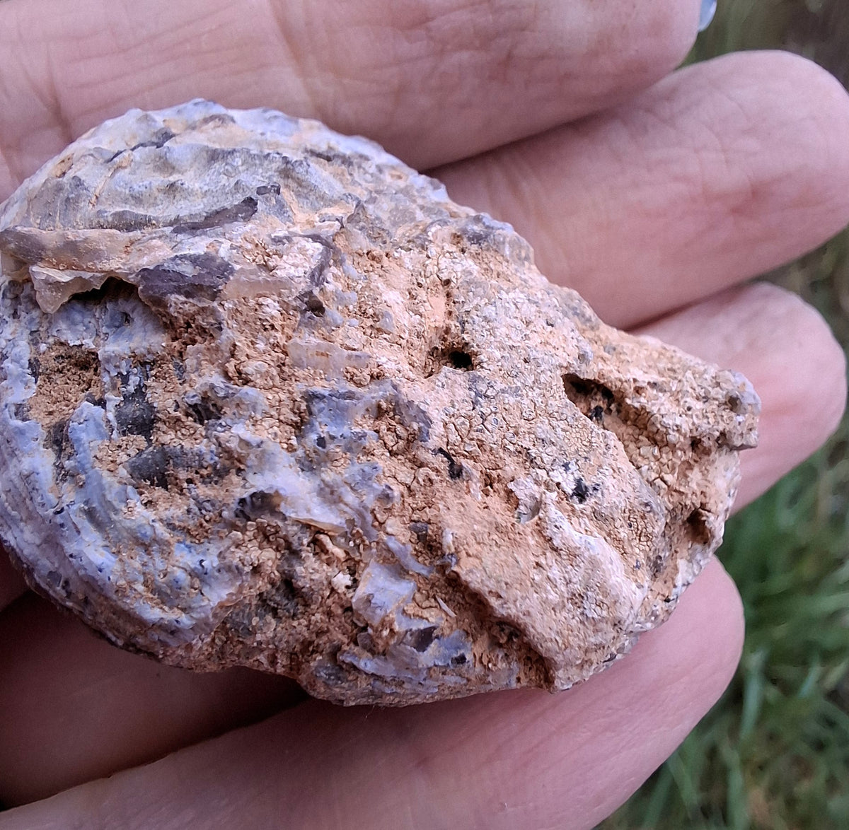 Chalcedony Oyster, Fossil (Ref: FO6)