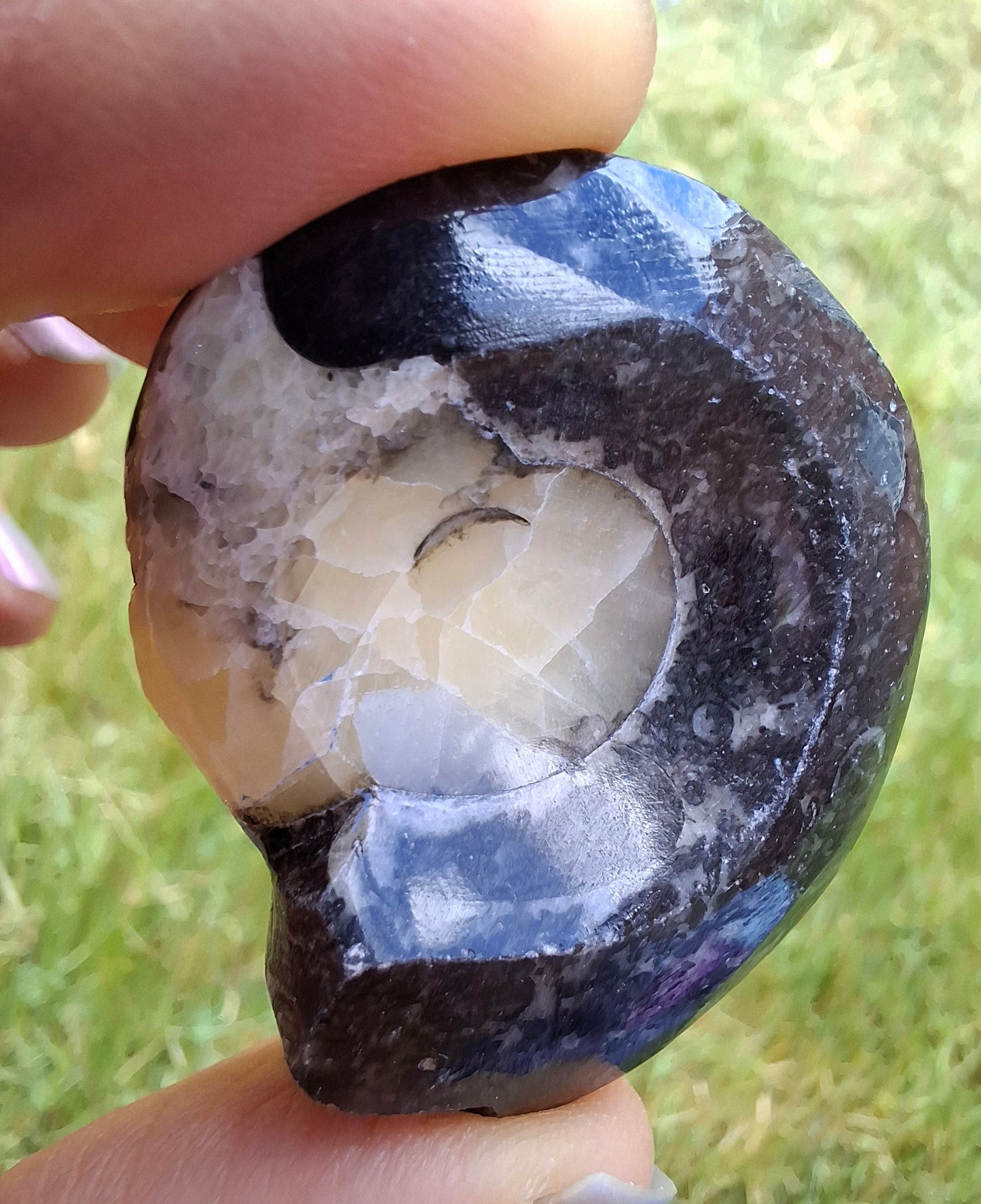 Goniatite, Fossil (Ref: GA7)