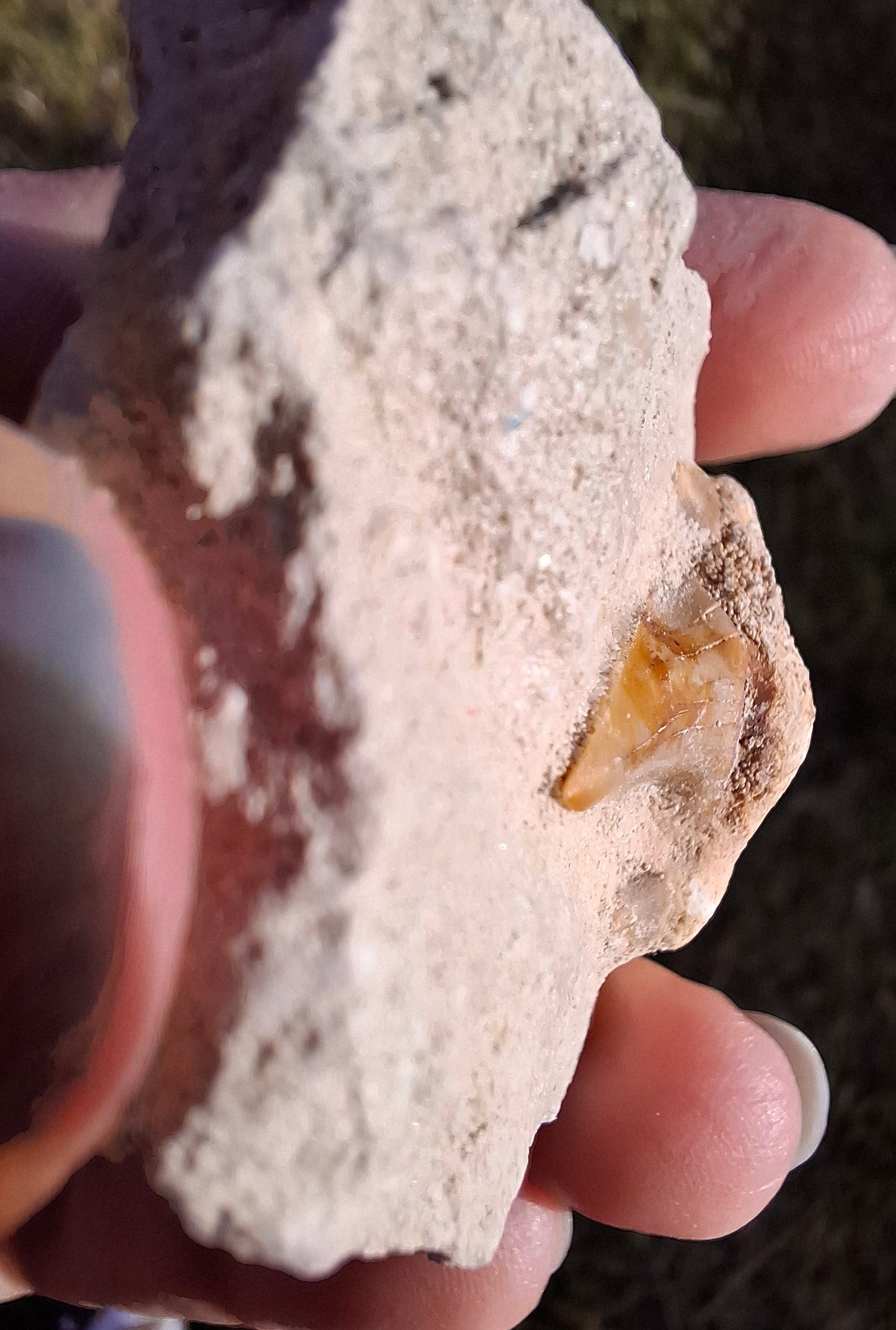 Otodus Shark Tooth in rock, Fossil (Ref: OT1)