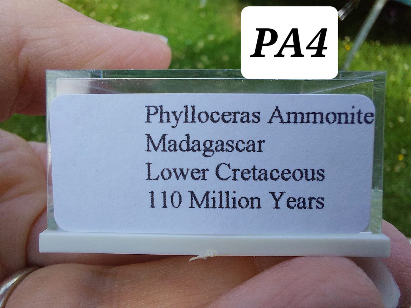 Phylloceras Ammonite, Fossil (Ref: PA4)