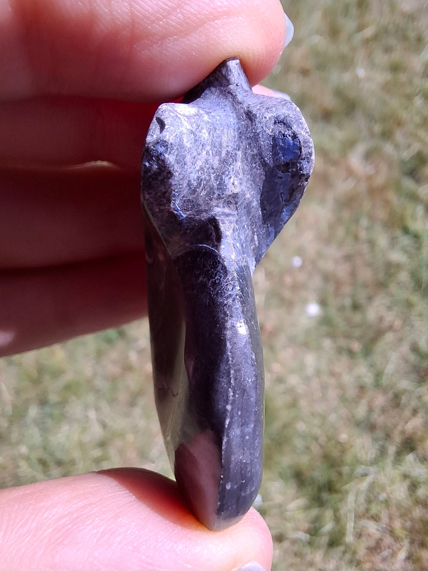 Goniatite, Fossil (Ref: GA9)