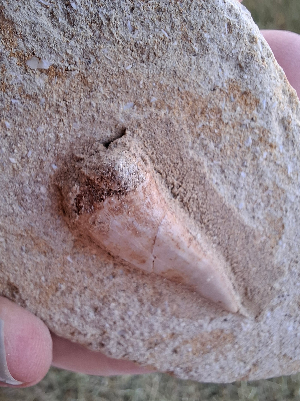 Enchodus Sabre Tooth, Fossil (Ref: ES3)