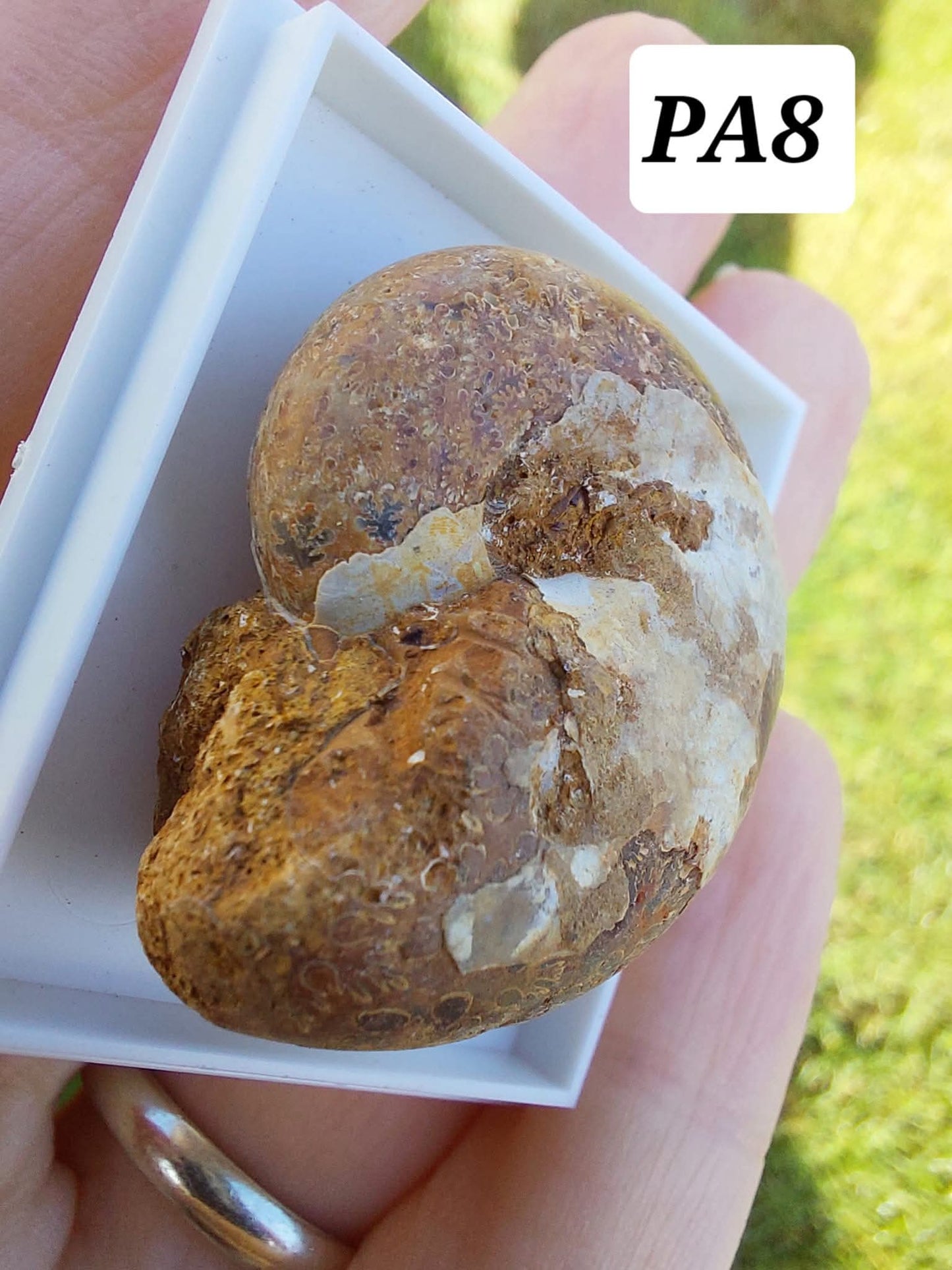Phylloceras Ammonite, Fossil (Ref: PA8)