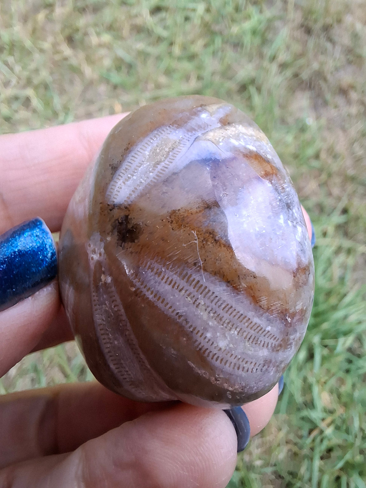 Polished Sea Urchin, Fossil (Ref: SU2)