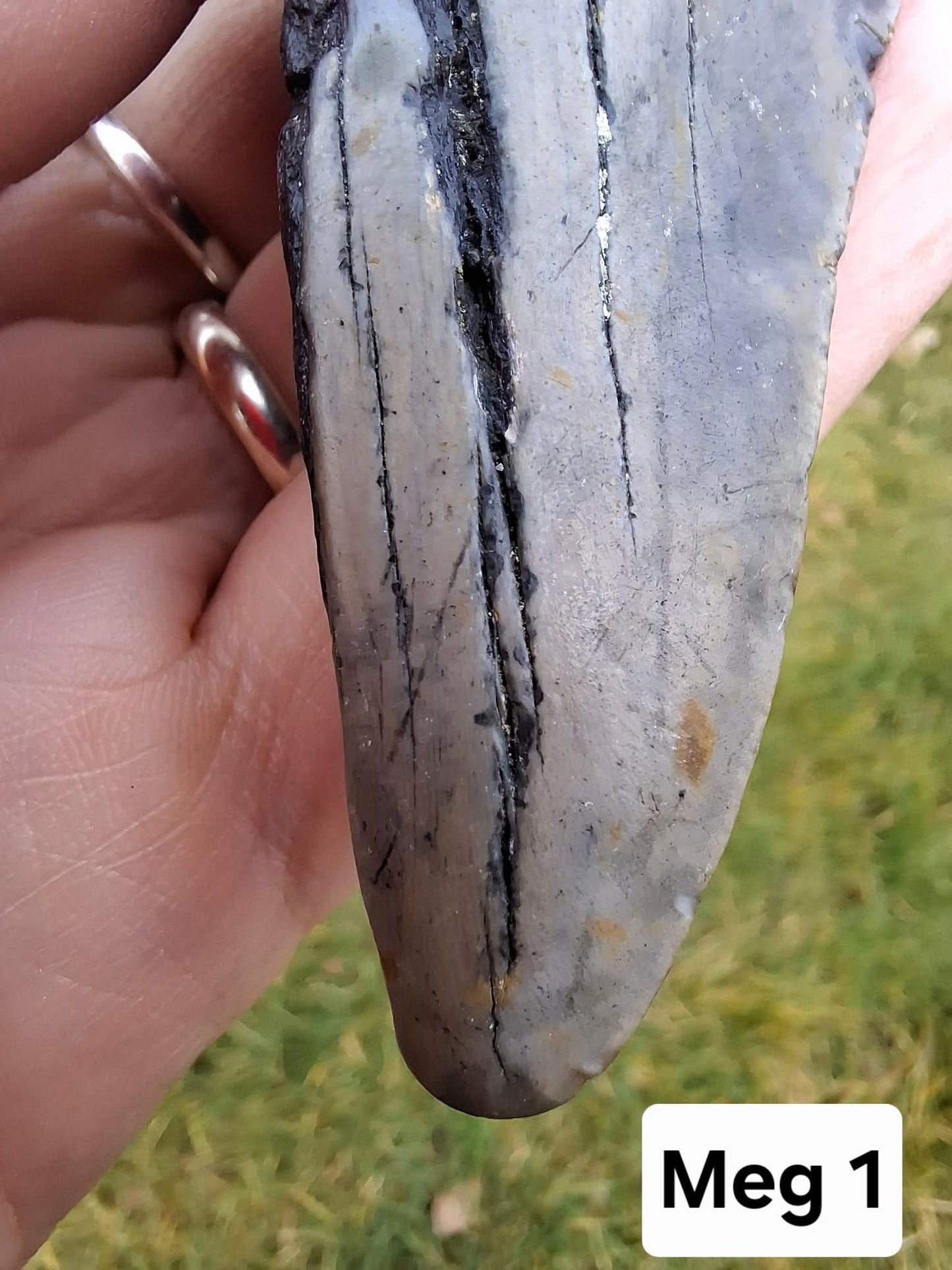 Megalodon (partial) Shark Tooth, 109.68g, Fossil (Ref: Meg1)