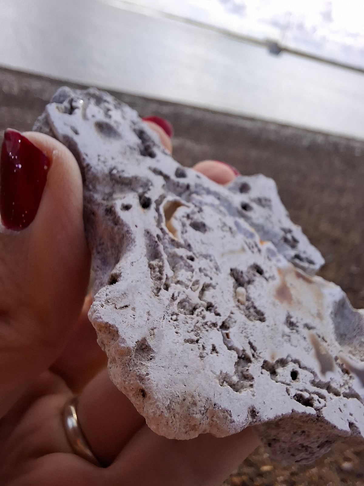 Fossilised Coral replaced by Chalcedony/Agate, Fossil (Ref: FCA1)