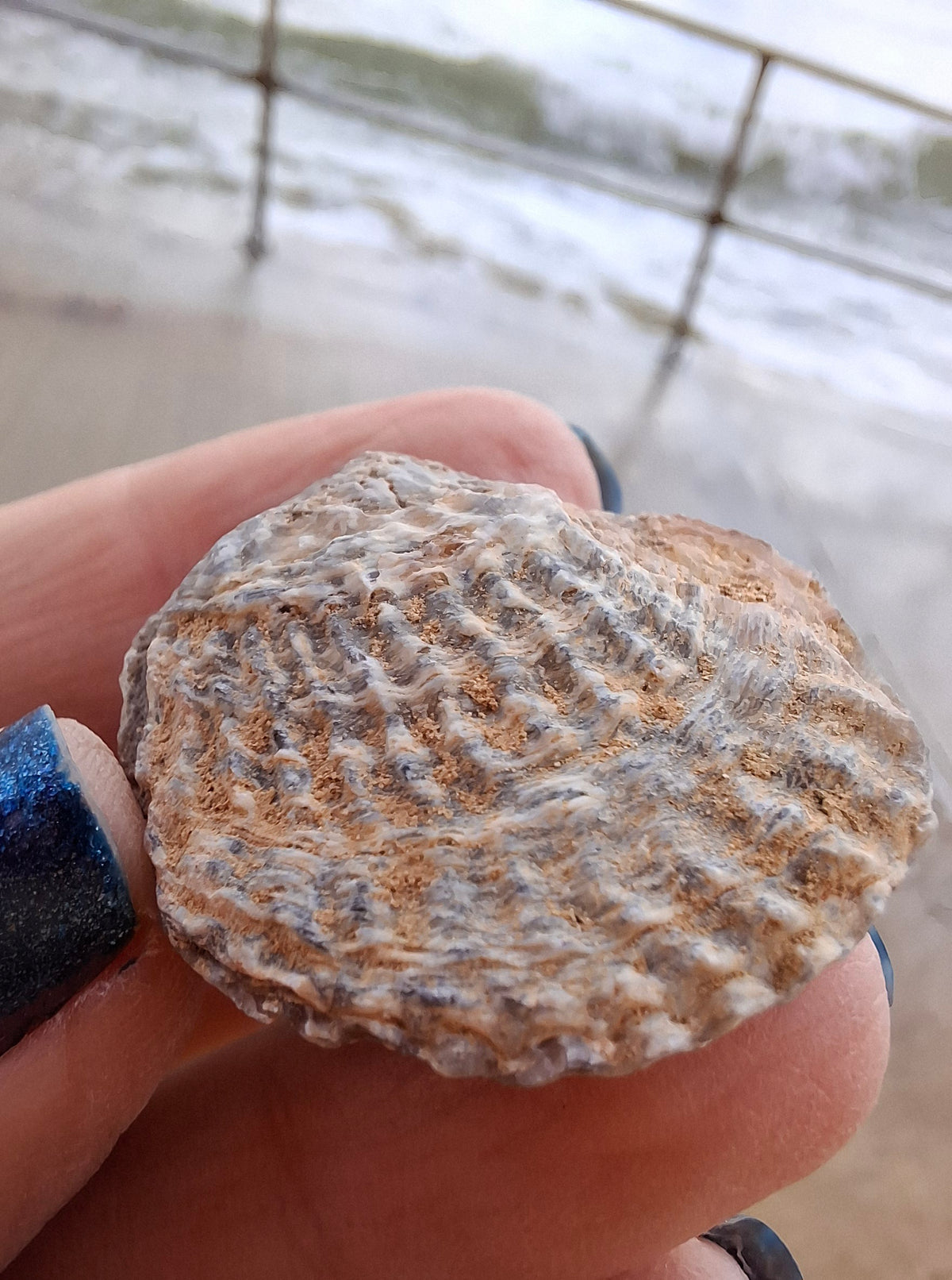 Chalcedony Oyster, Fossil (Ref: FO10)