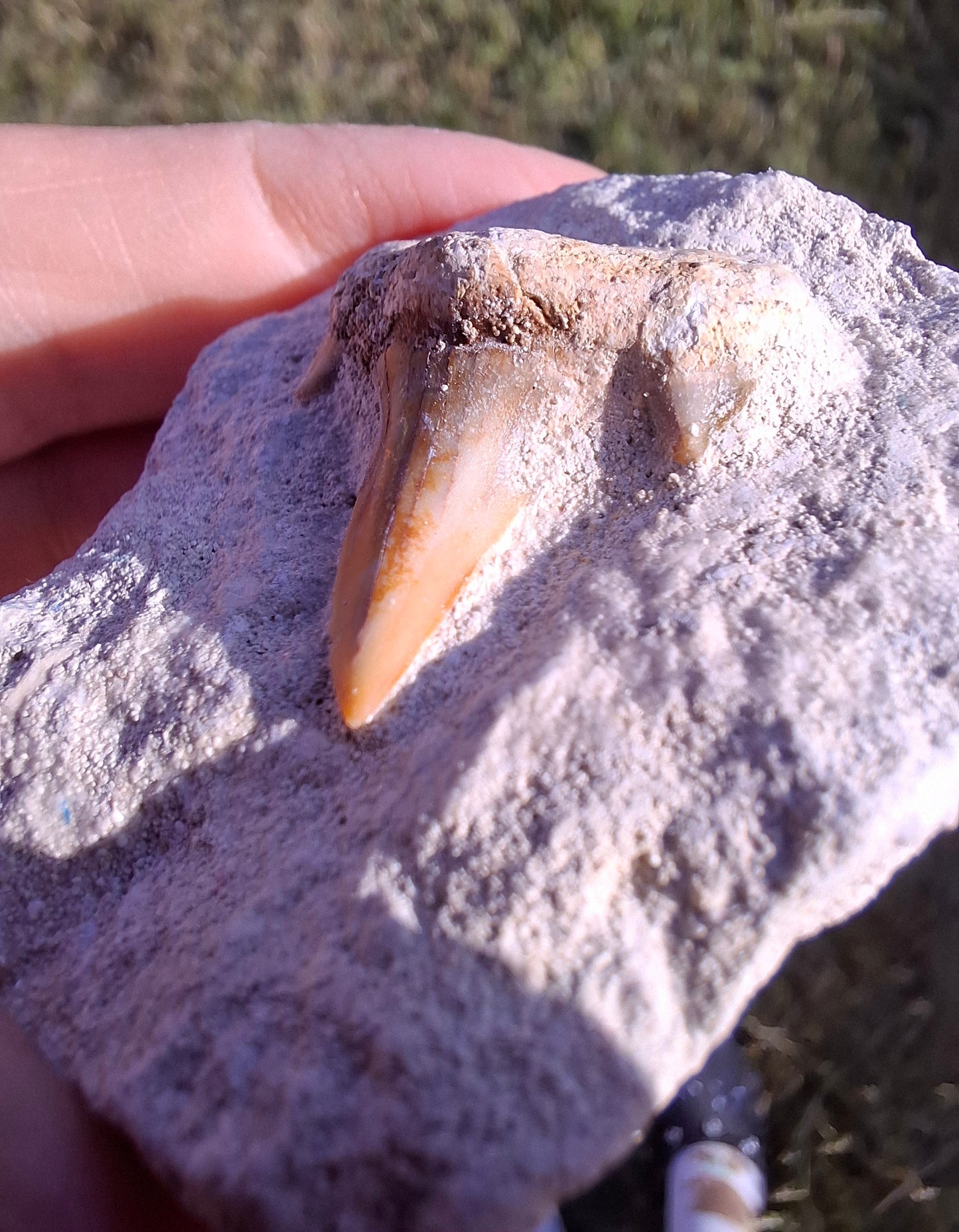 Otodus Shark Tooth in rock, Fossil (Ref: OT1)