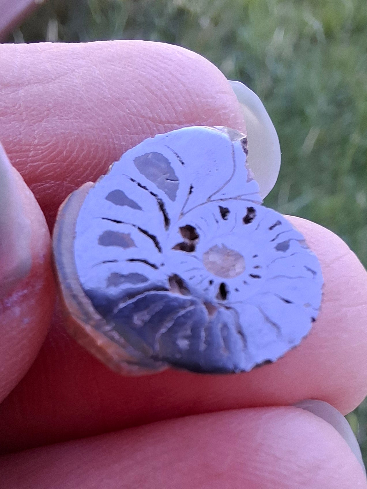 Small Haematite Ammonite HALF, 1.32g, Fossil (Ref: MA5)