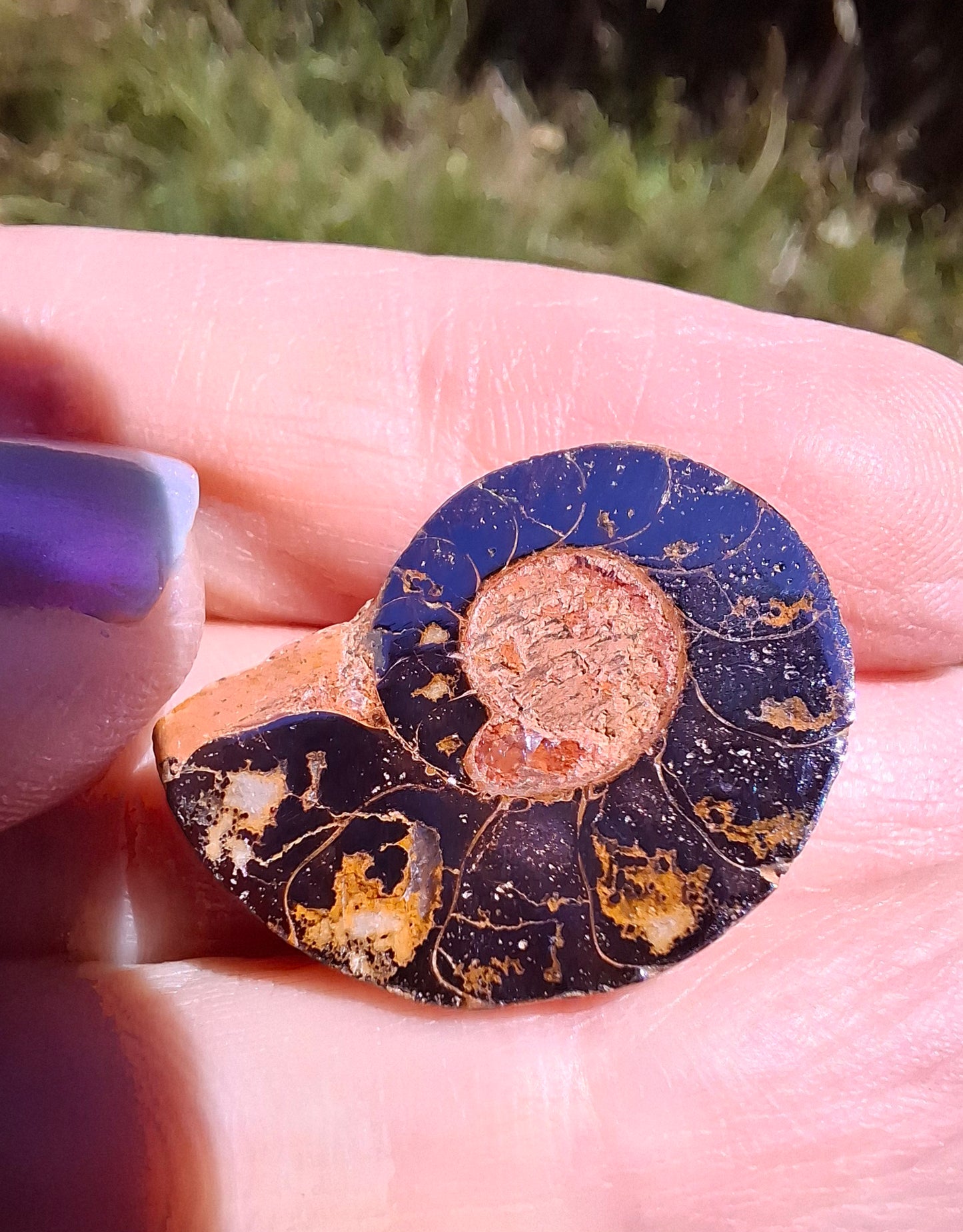 Small Haematite Ammonite HALF, (2.91g), Fossil (Ref: MA1)